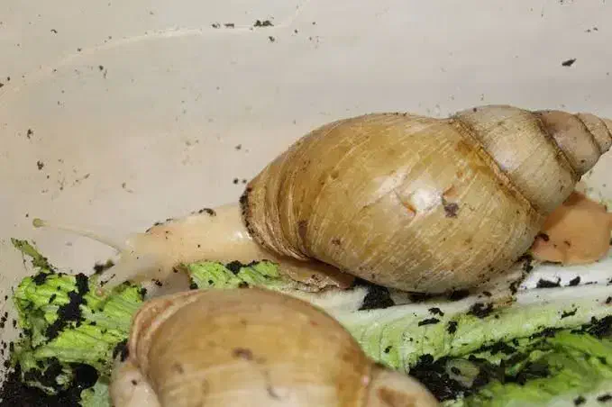 ۶۰۰ عدد حلزون رایگان|خزنده|قم, پردیسان|دیوار