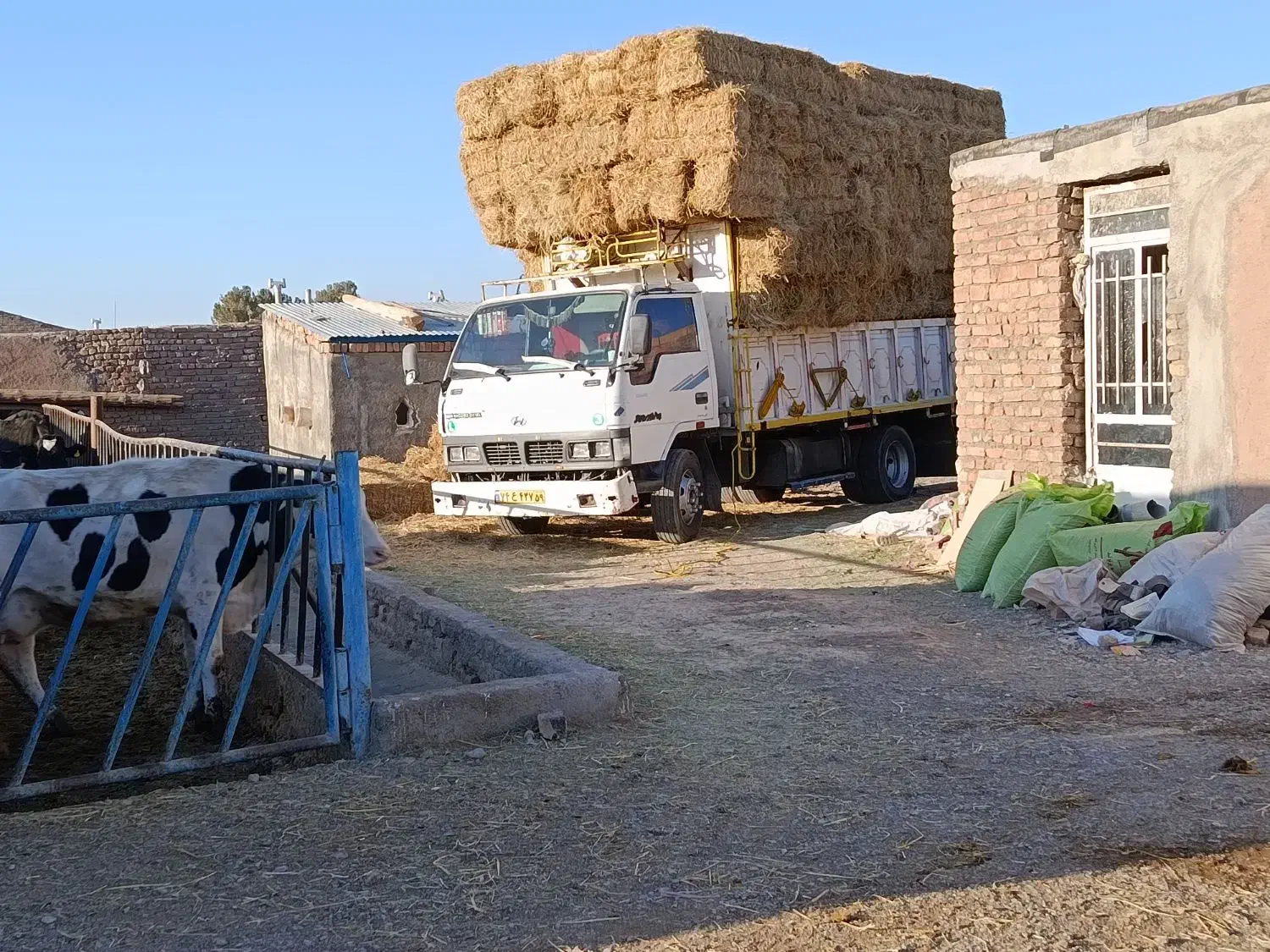 فروش کاه برنج|لوازم جانبی حیوانات|سبزوار, هویزه|دیوار