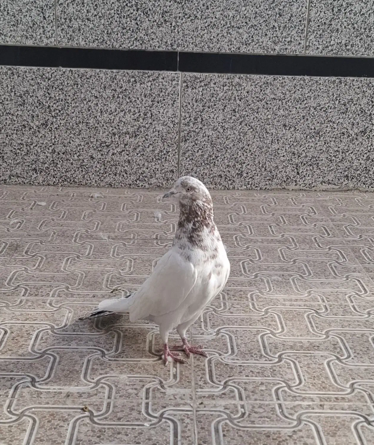 نر سالم مست|پرنده|قم, نیروگاه|دیوار