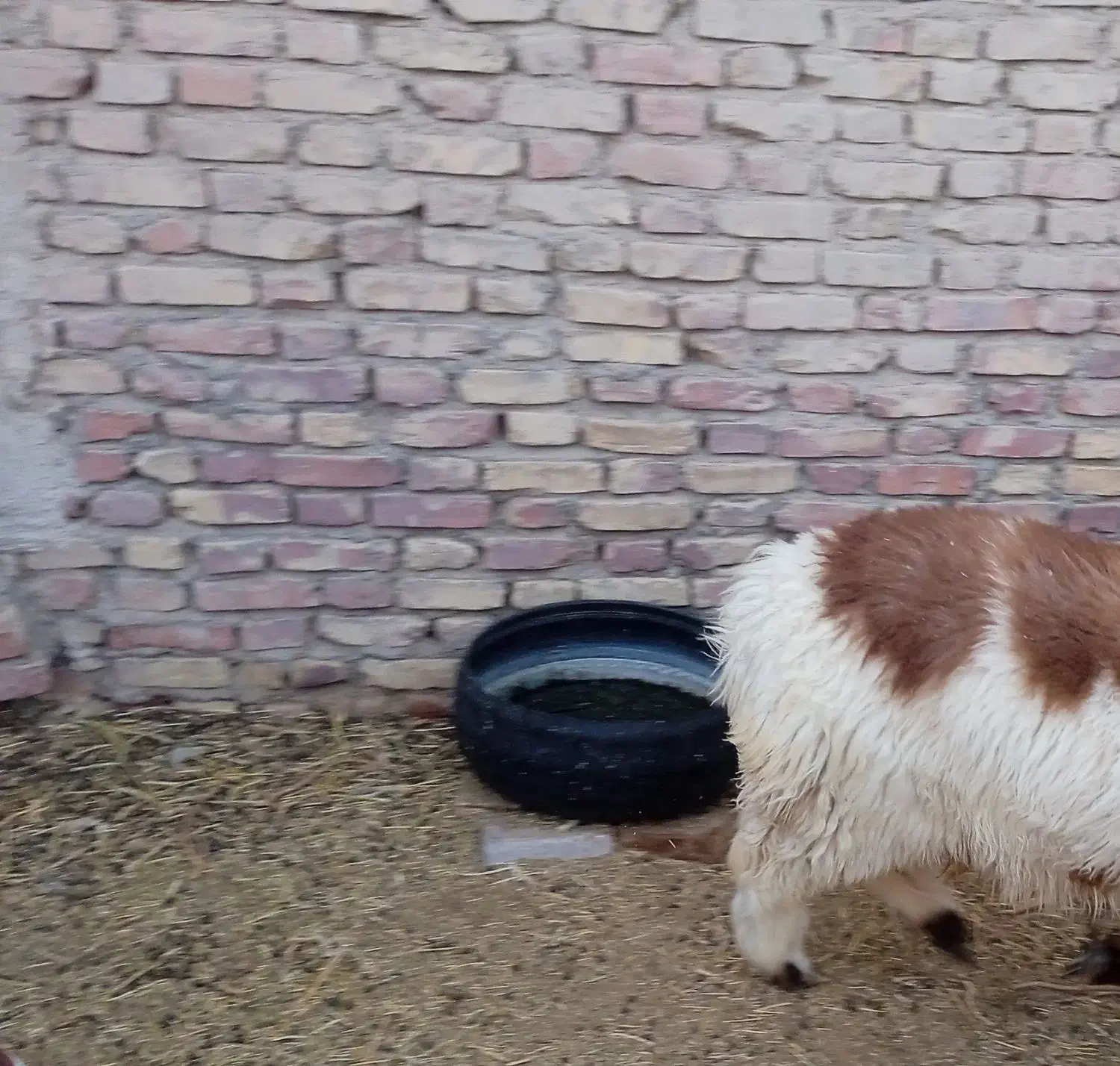 بره پشم شیر|حیوانات مزرعه|فردوس (خراسان), |دیوار