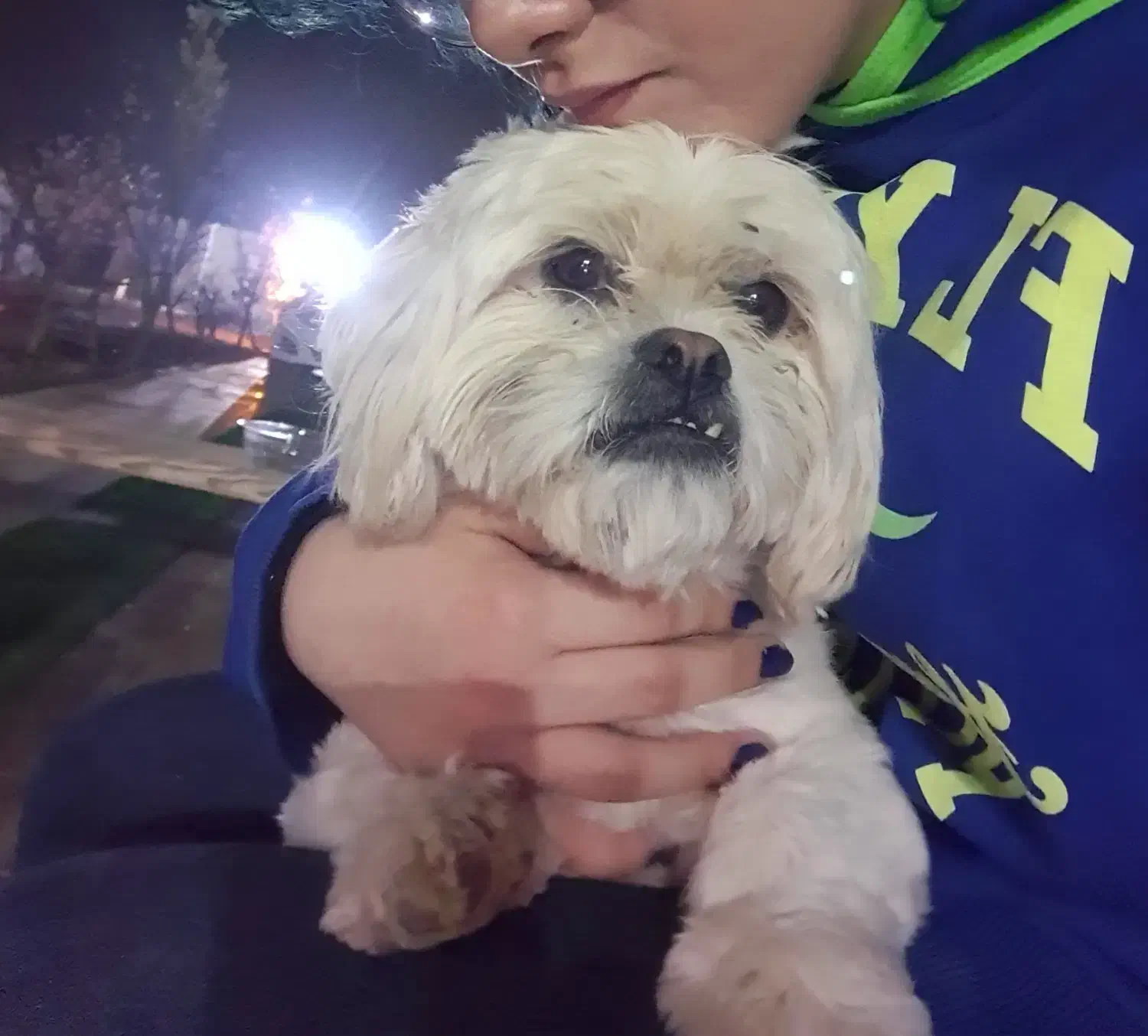 سگ ماده گمشده|حیوانات|شاهینشهر, پاسداران|دیوار