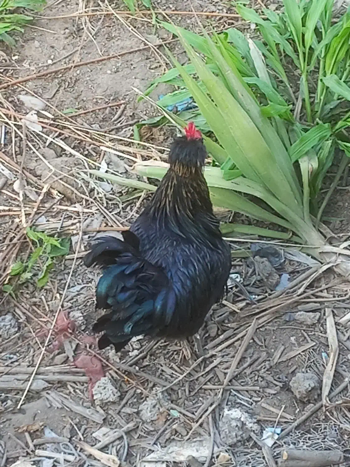 خروس محلی سنگین وزن|حیوانات مزرعه|نشتارود, |دیوار