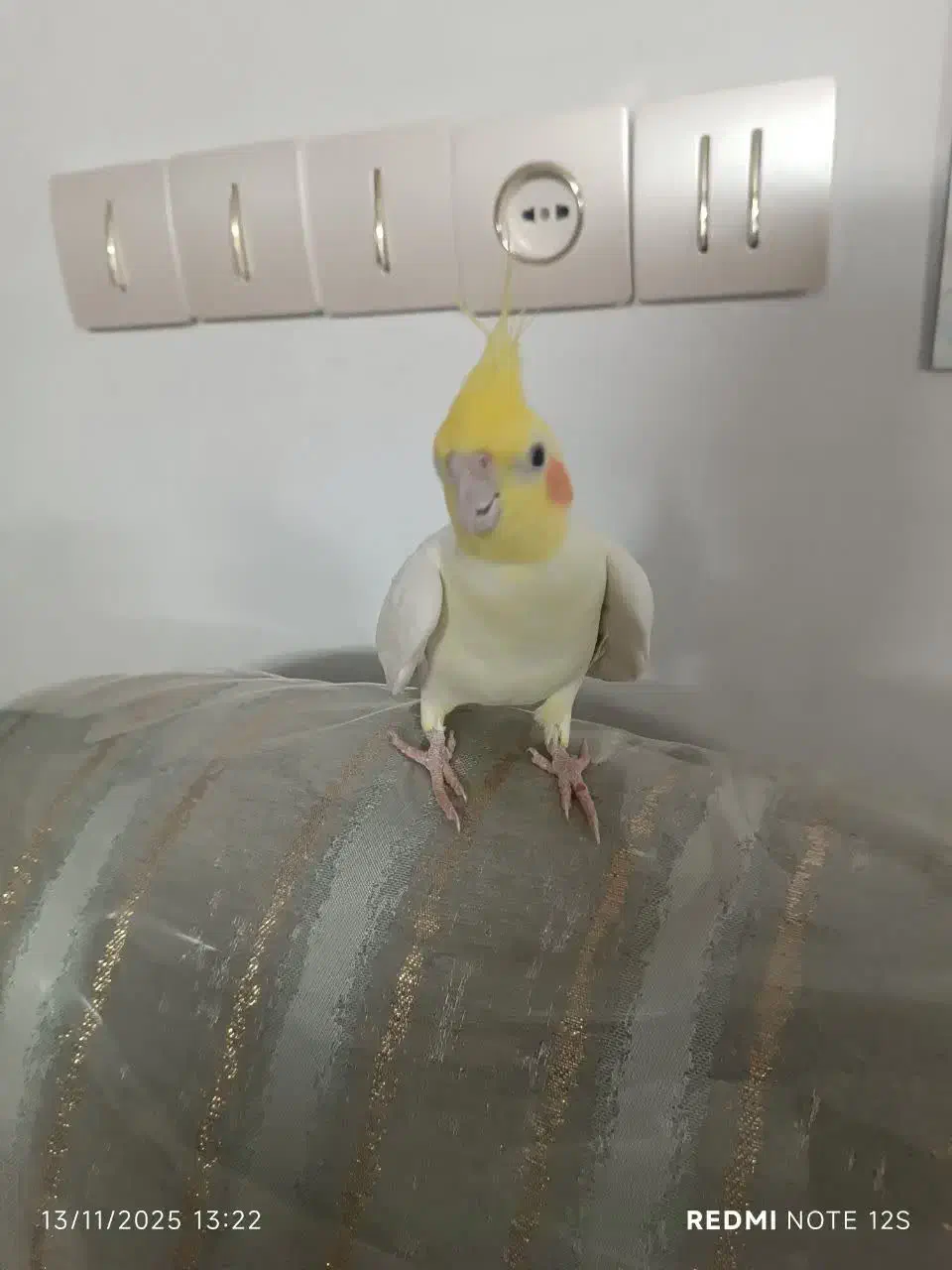 عروس هلندی|پرنده|مشهد, نوید|دیوار