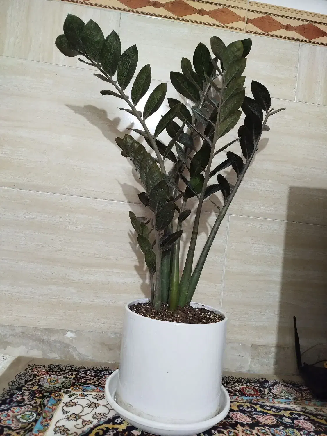 گل زاموفلیاسوپربلک|گل و گیاه طبیعی|نسیمشهر, |دیوار