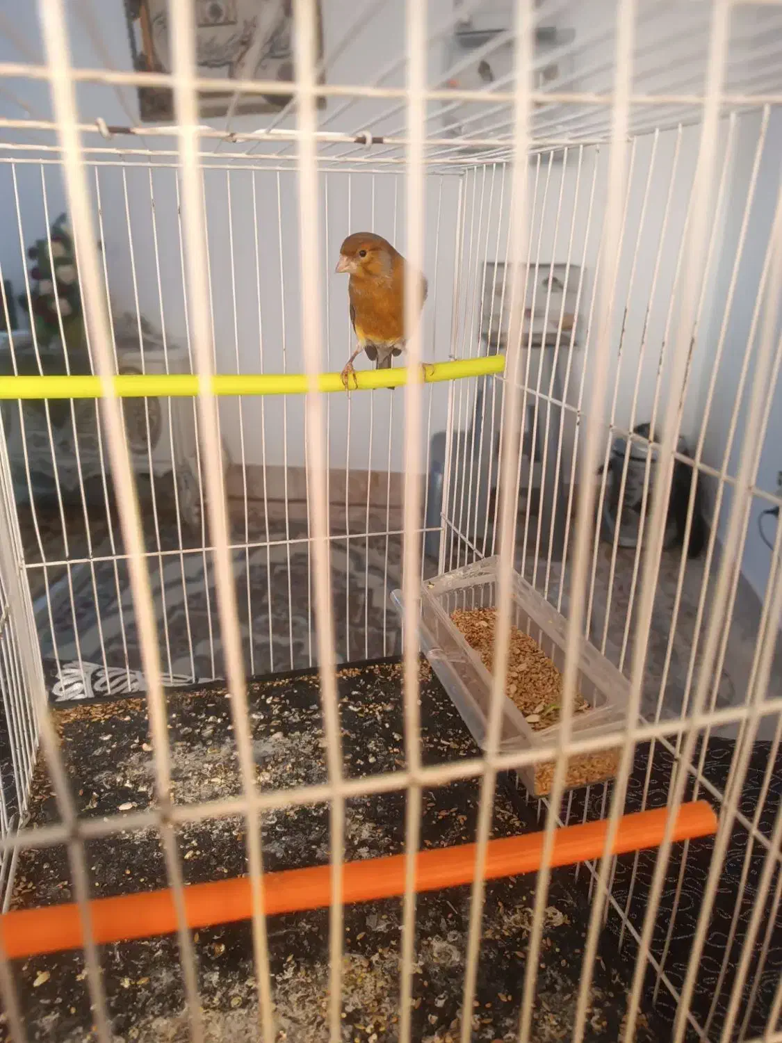 قناری دارچین و سهره چار گل|پرنده|مشهد, سجادیه|دیوار