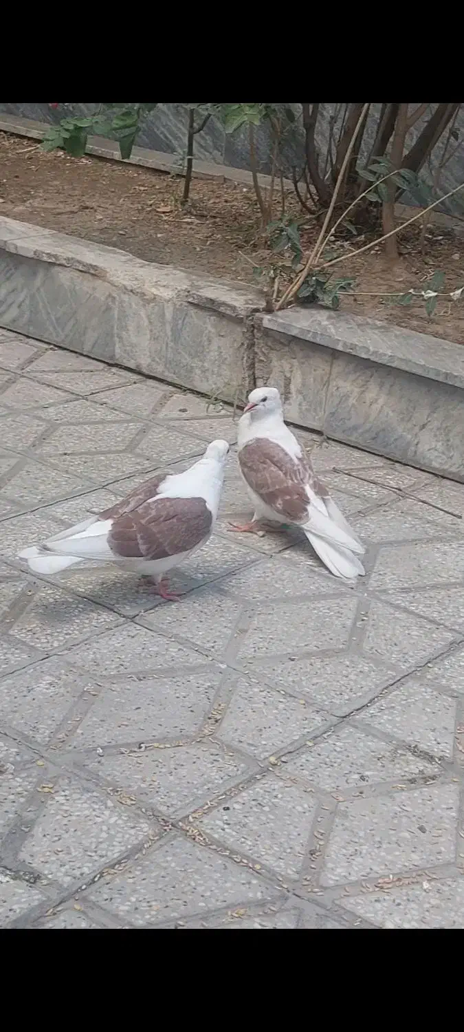 کبوتر|حیوانات|بروجرد, |دیوار