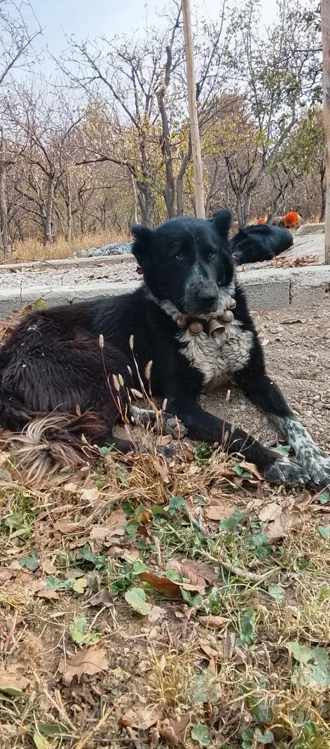 چند قلاده سگ گله|سگ|خمینی‌شهر, |دیوار