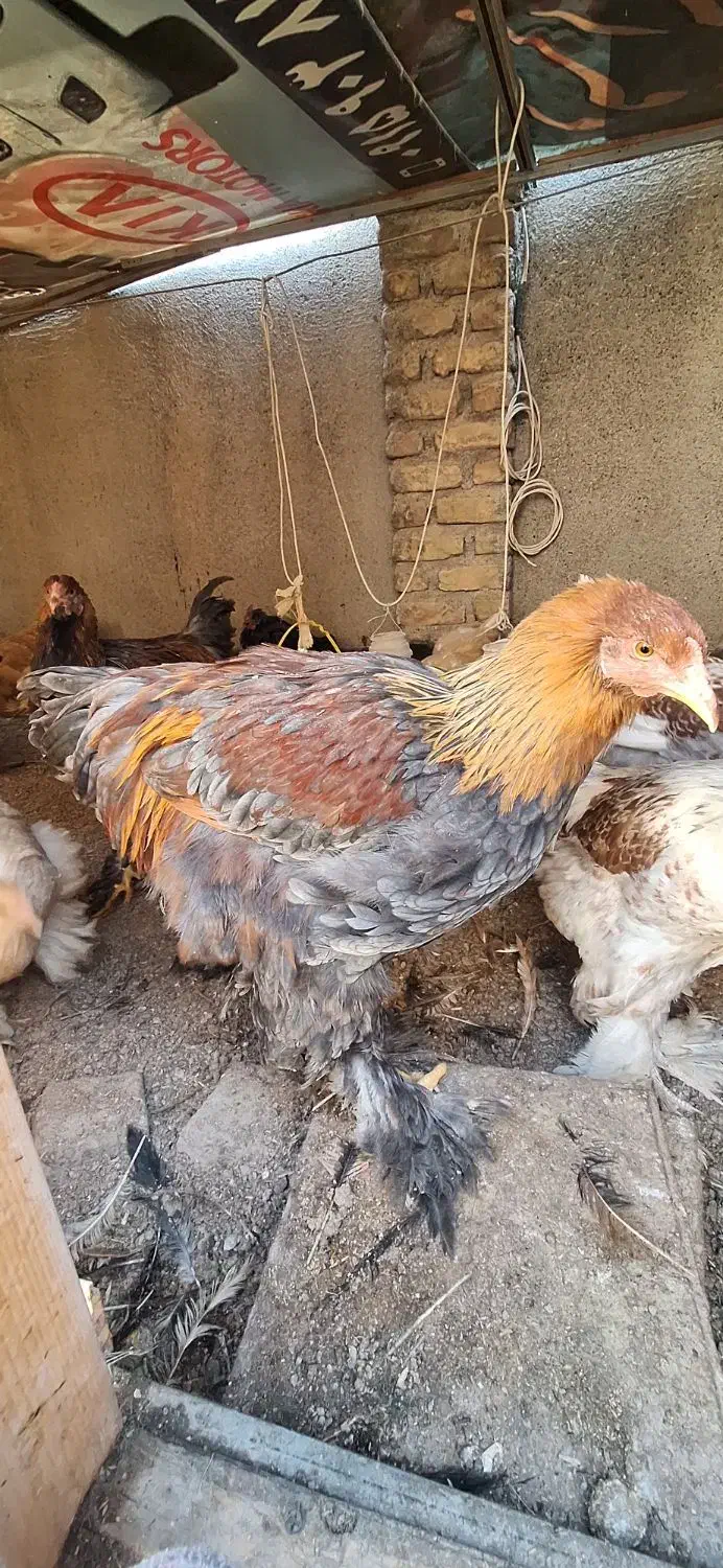 خروس برهمایی|حیوانات مزرعه|مشهد, کوشش|دیوار