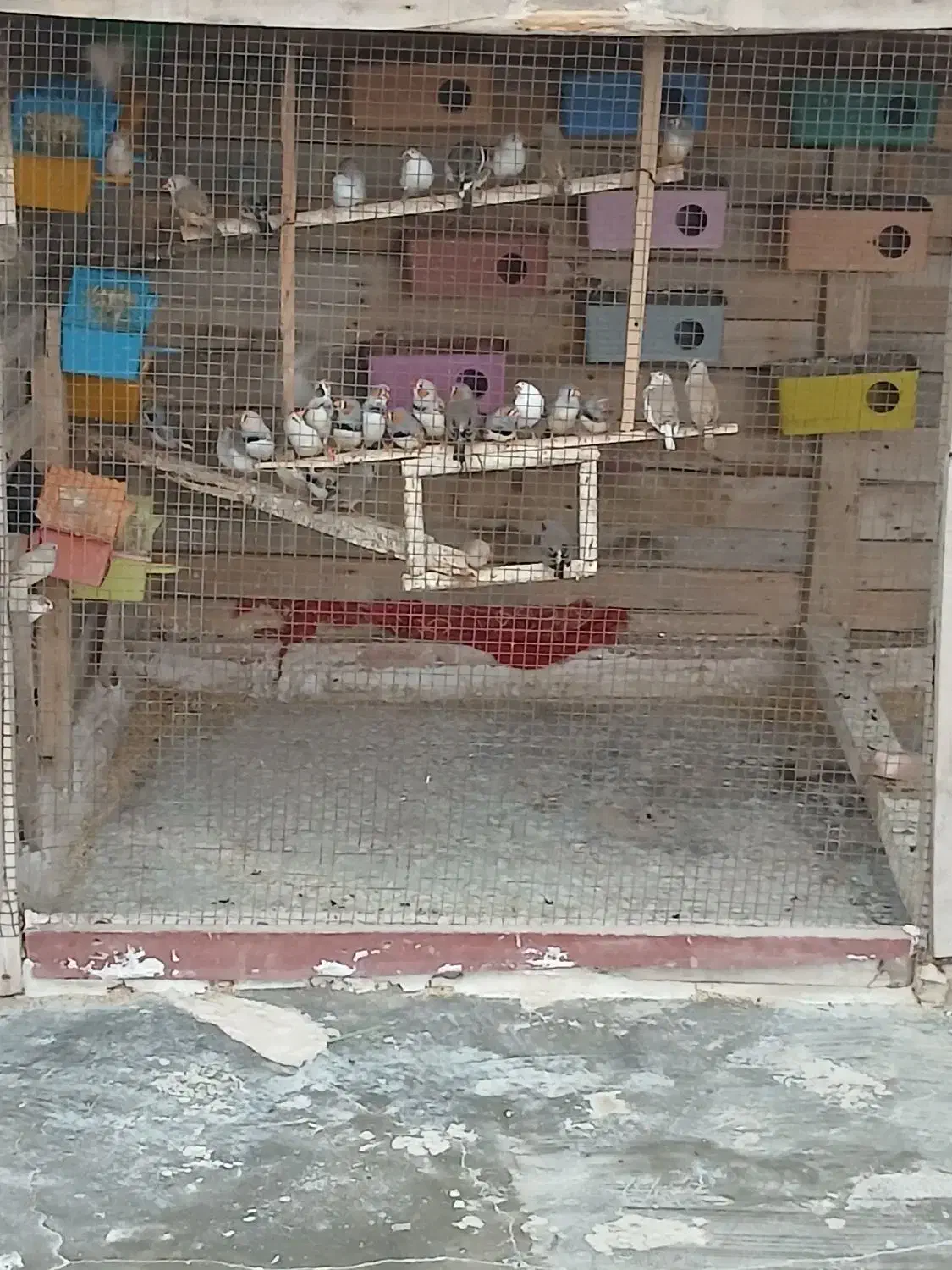 فنچ سرحال وعالی حدودا ۲۵ تا۳۰ جفت|پرنده|چابهار, |دیوار