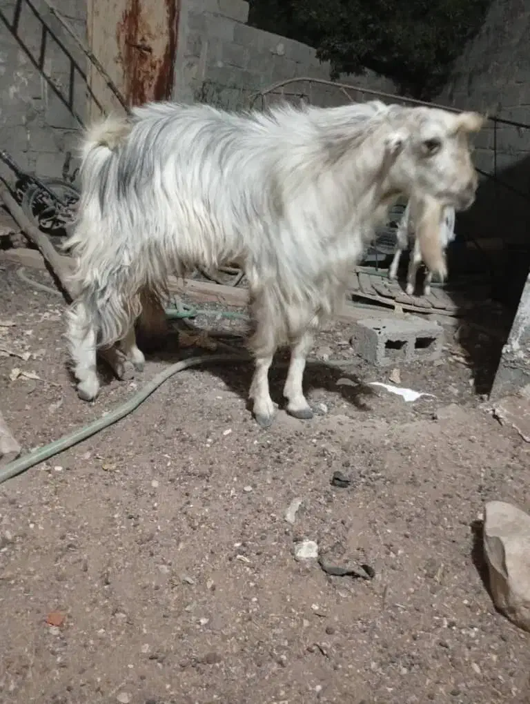 3عدد گوسفند در بستک|حیوانات مزرعه|بستک, |دیوار