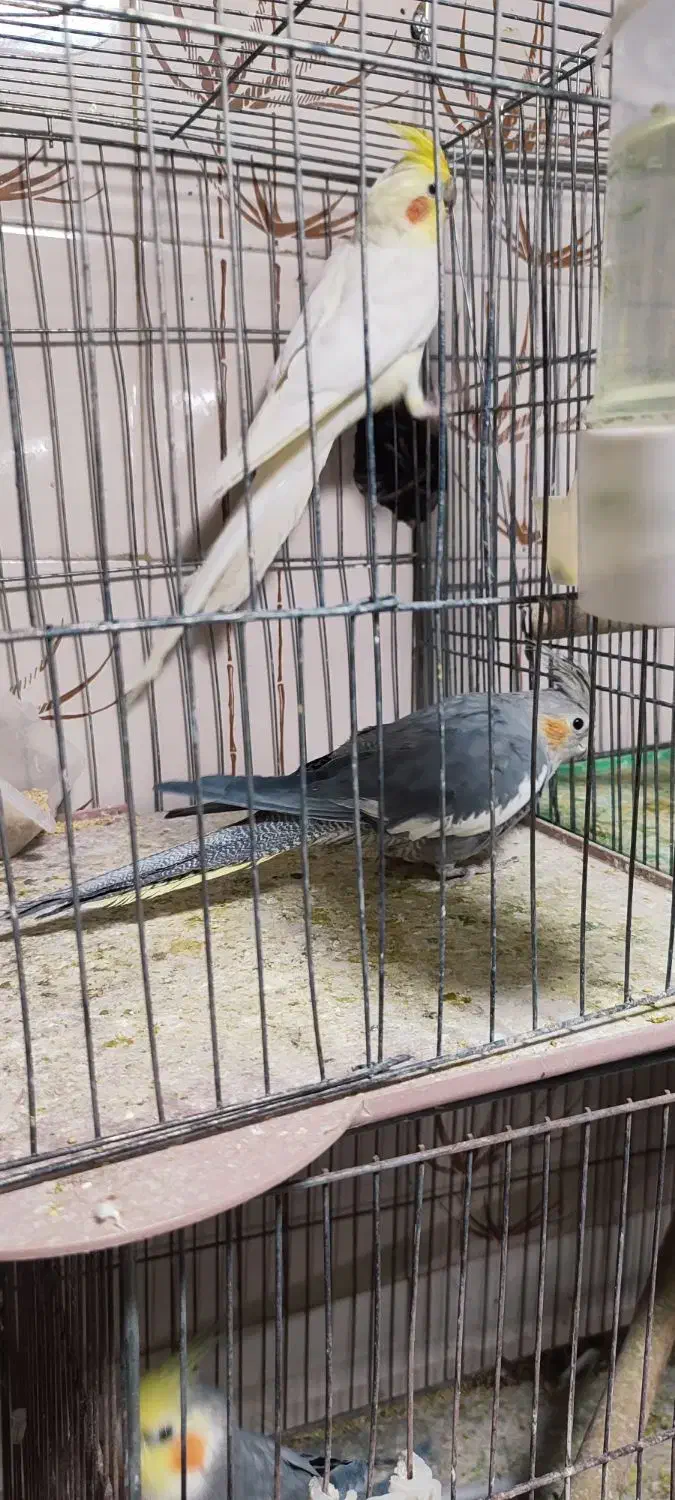 عروس هلندی جفت|پرنده|مرودشت, ابوذر شمالی|دیوار