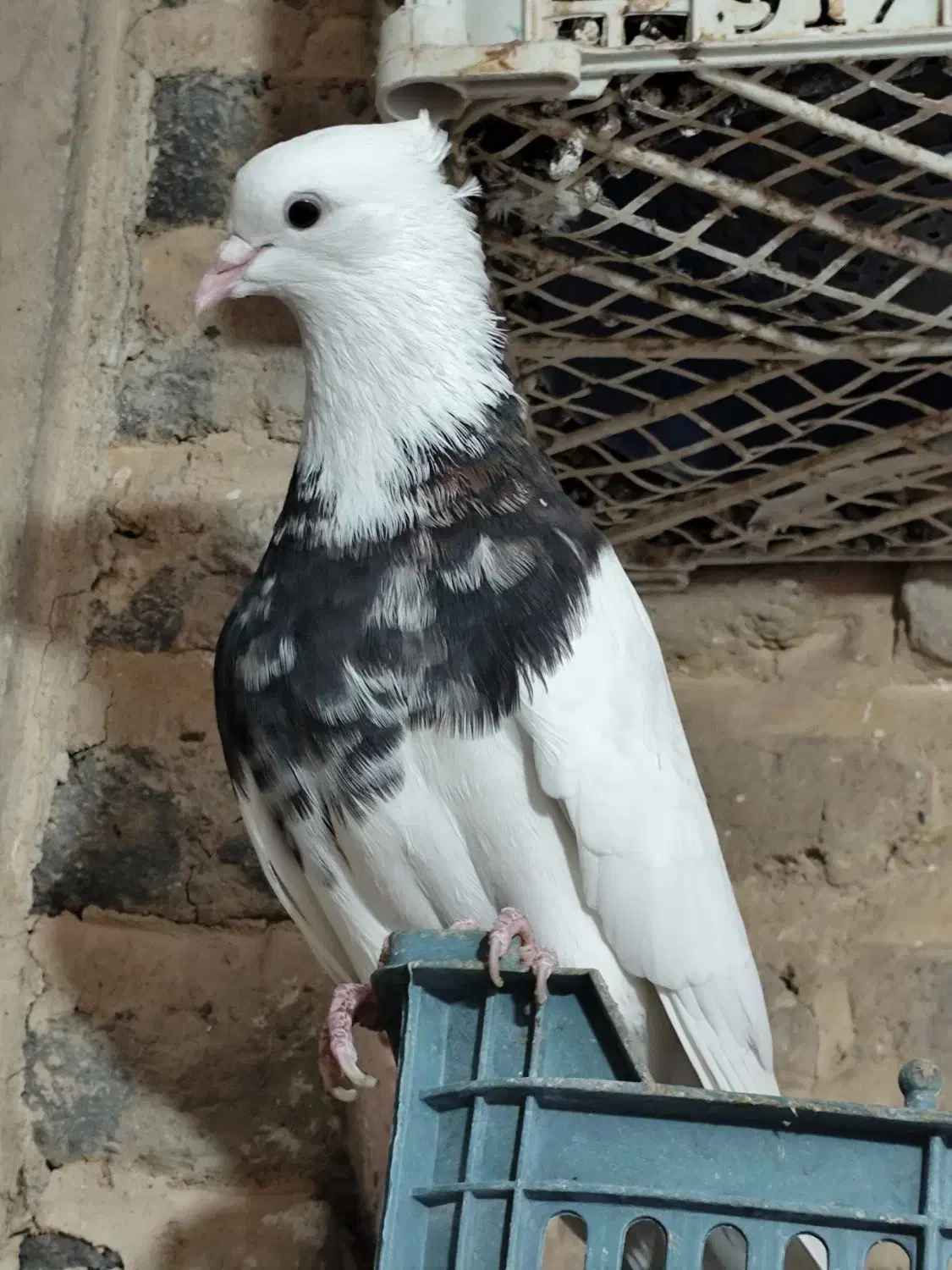 طوقی و اشعل سیاه|پرنده|شوشتر, |دیوار