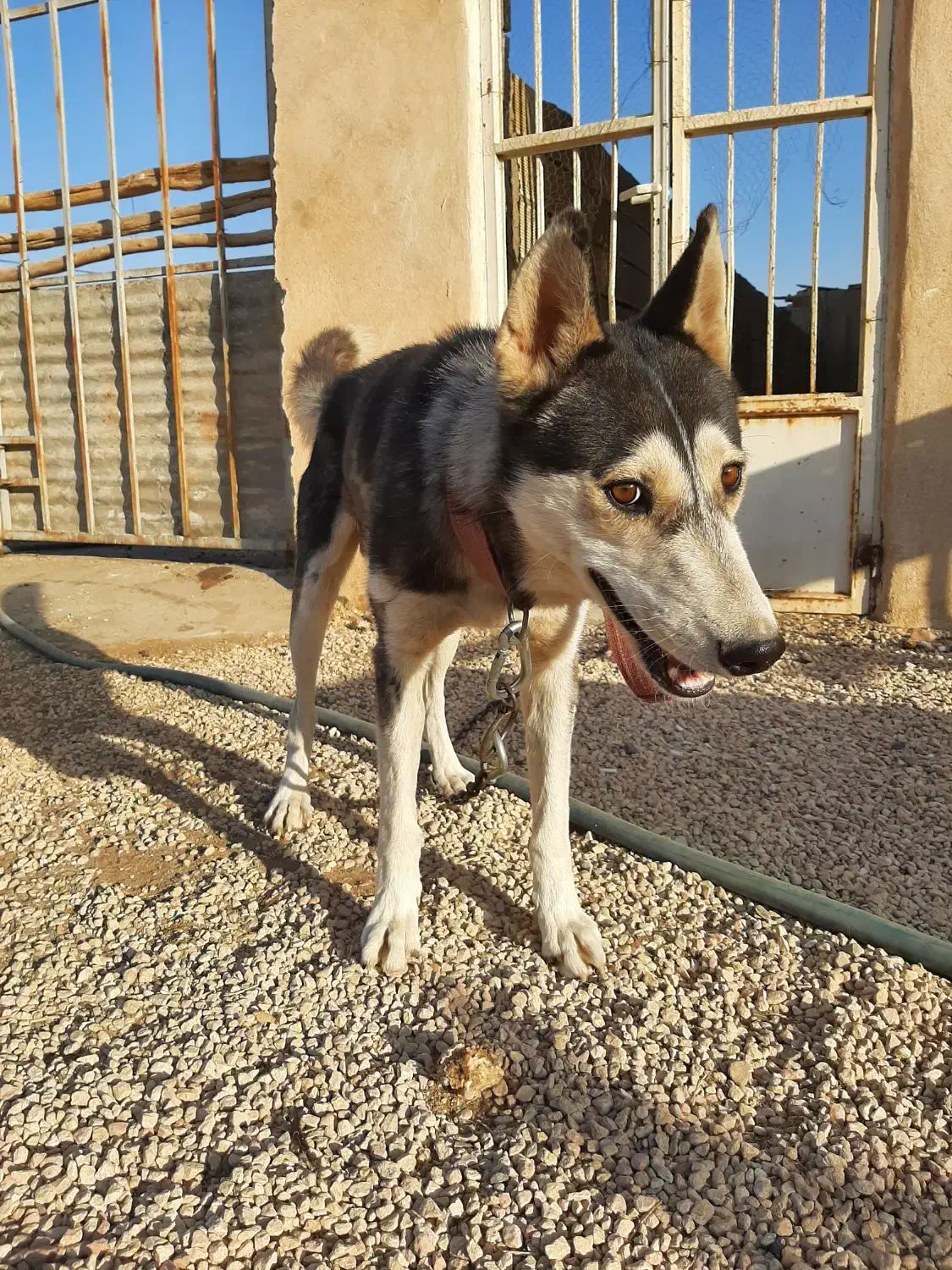 سگ هاسکی|سگ|تهران, سلسبیل شمالی|دیوار