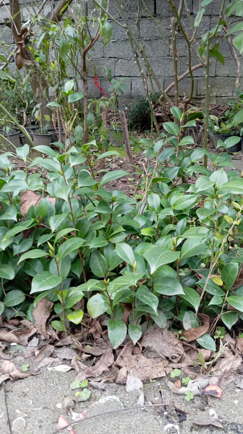 کاملیا|گل و گیاه طبیعی|چابکسر, |دیوار