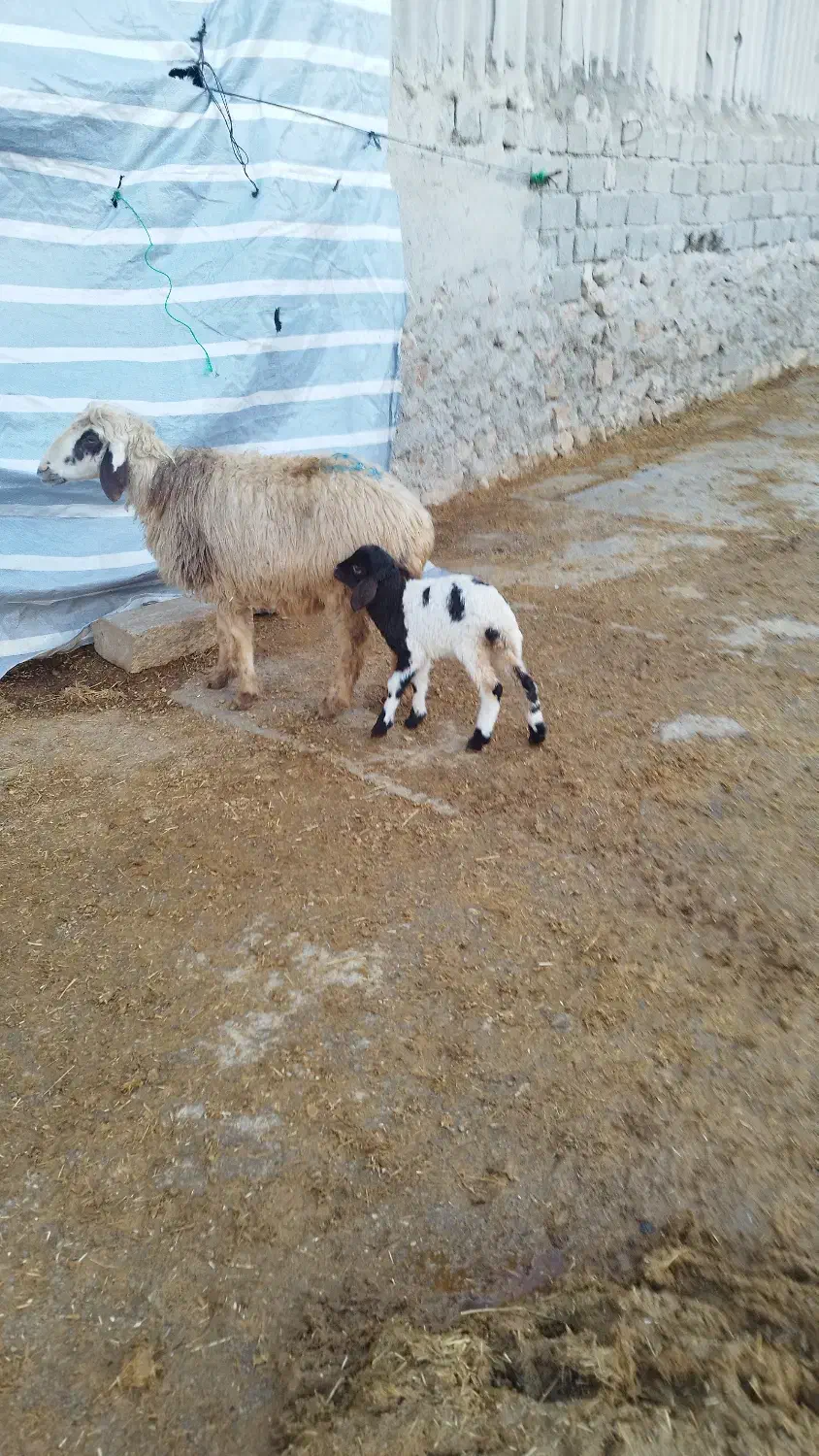 میش وبره|حیوانات مزرعه|کرمانشاه, |دیوار