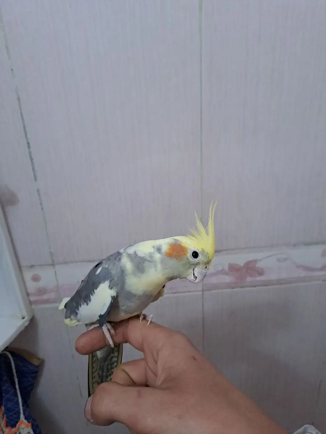 عروس هلندی|پرنده|تهران, هلال احمر|دیوار