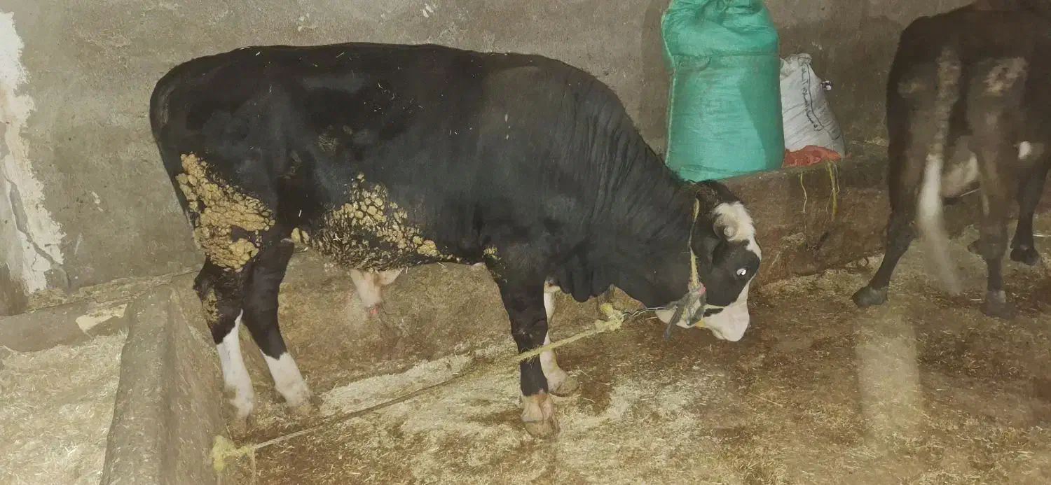 گوساله نر|حیوانات مزرعه|دالاهو, |دیوار