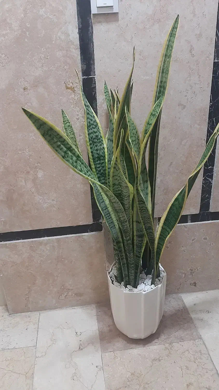 گل خانگی|گل و گیاه طبیعی|تهران, کیانشهر|دیوار