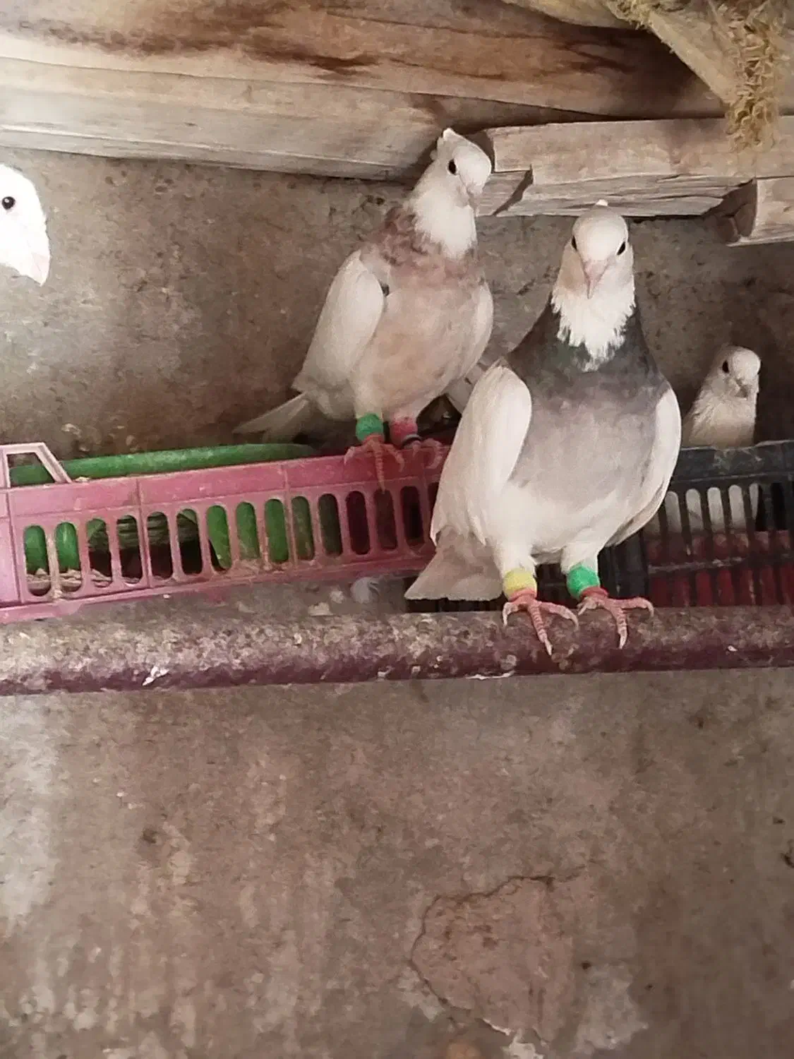 .طوقی.کاد شقشقی وکاکلی. تهرانی|پرنده|ماهیدشت, |دیوار