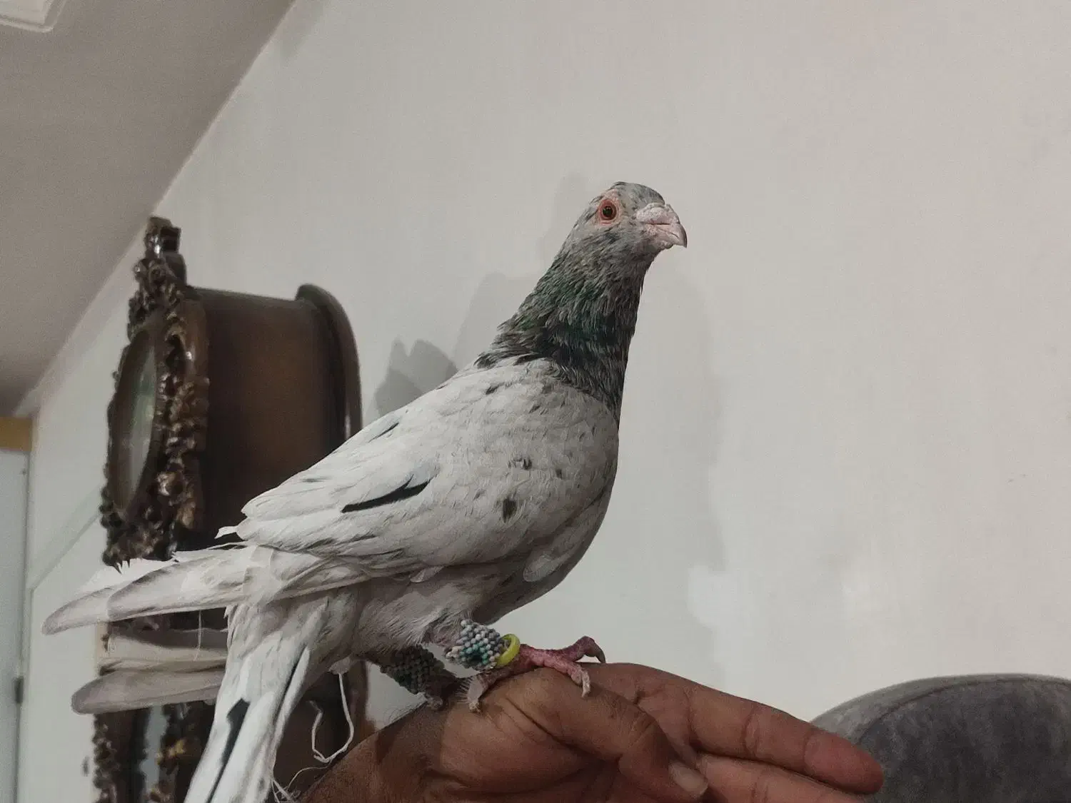 سار نر|پرنده|آشخانه, |دیوار