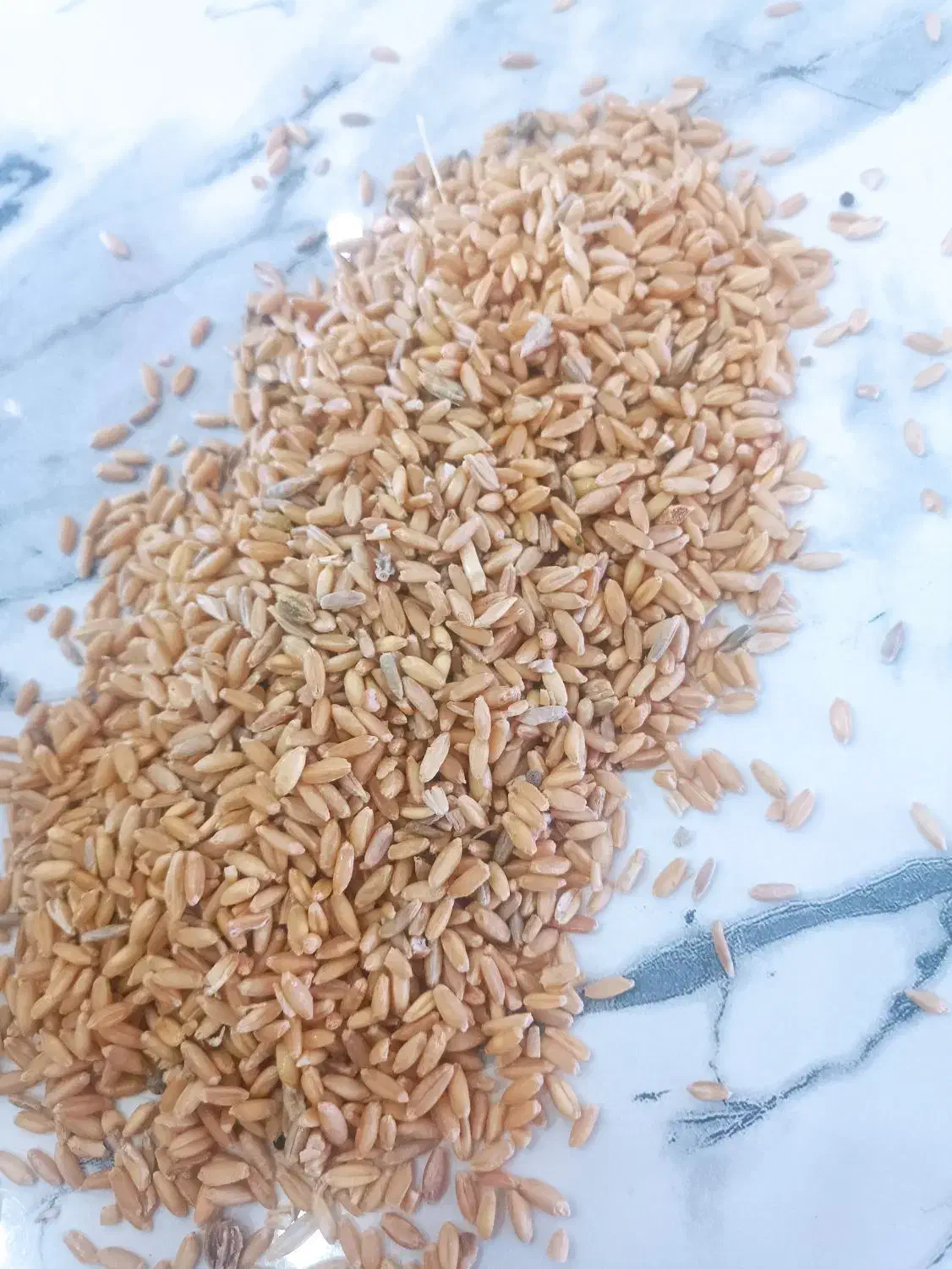 گندم امسال|عمدهفروشی|ترکمانچای, |دیوار