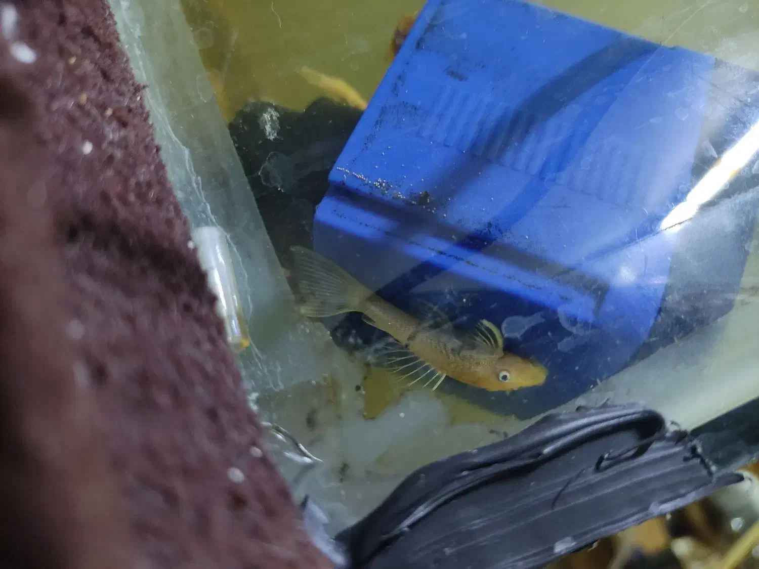 کت پوزه‌ بوته ای بلو آیز.لجنخوار پوزه بوته ای|ماهی|مشهد, حجت|دیوار