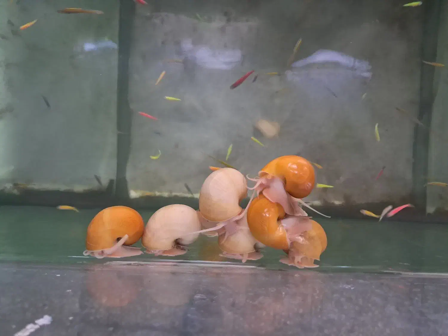 فروش ماهی های زینتی عمده|ماهی|اصفهان, احمدآباد|دیوار