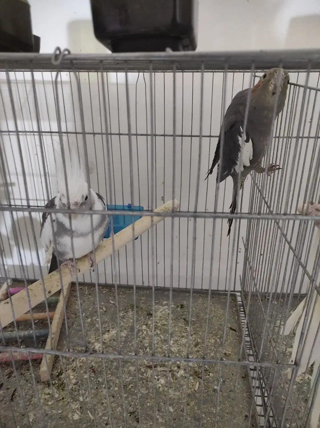 عروس هلندی و برزیلی|پرنده|صفادشت, |دیوار