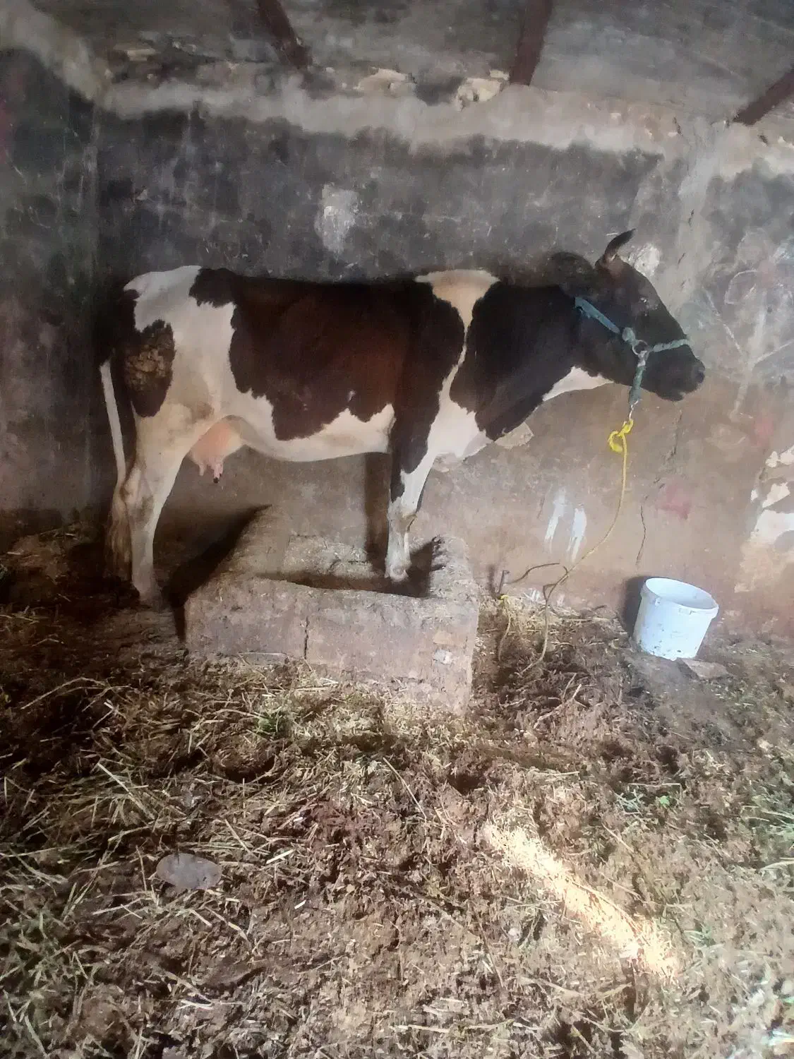 حمدیه|حیوانات مزرعه|حمیدیه, |دیوار