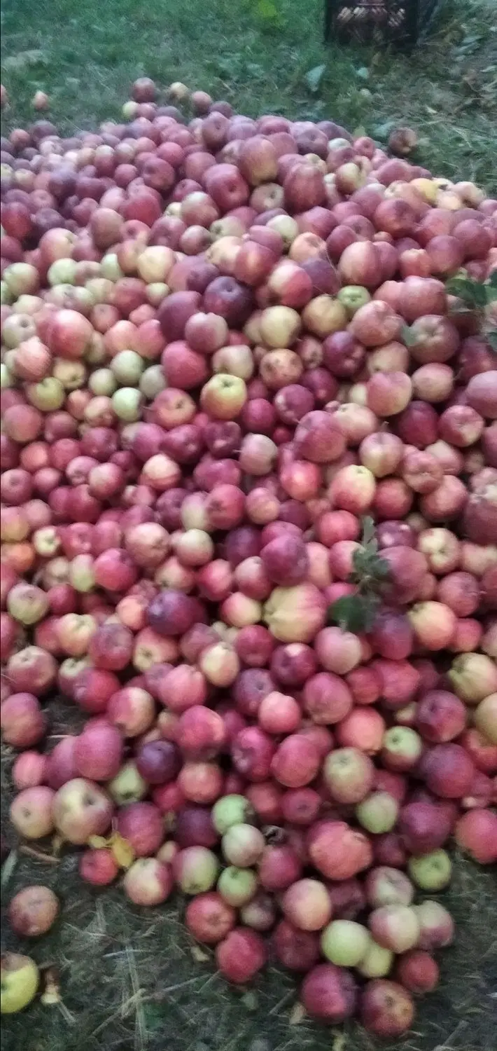 سیب زیر درختی|خوردنی و آشامیدنی|قره قوین, |دیوار