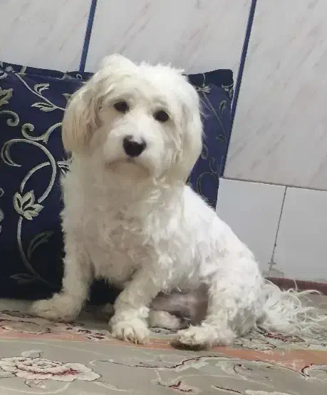 سگ نر|سگ|اصفهان, ملک‌شهر|دیوار