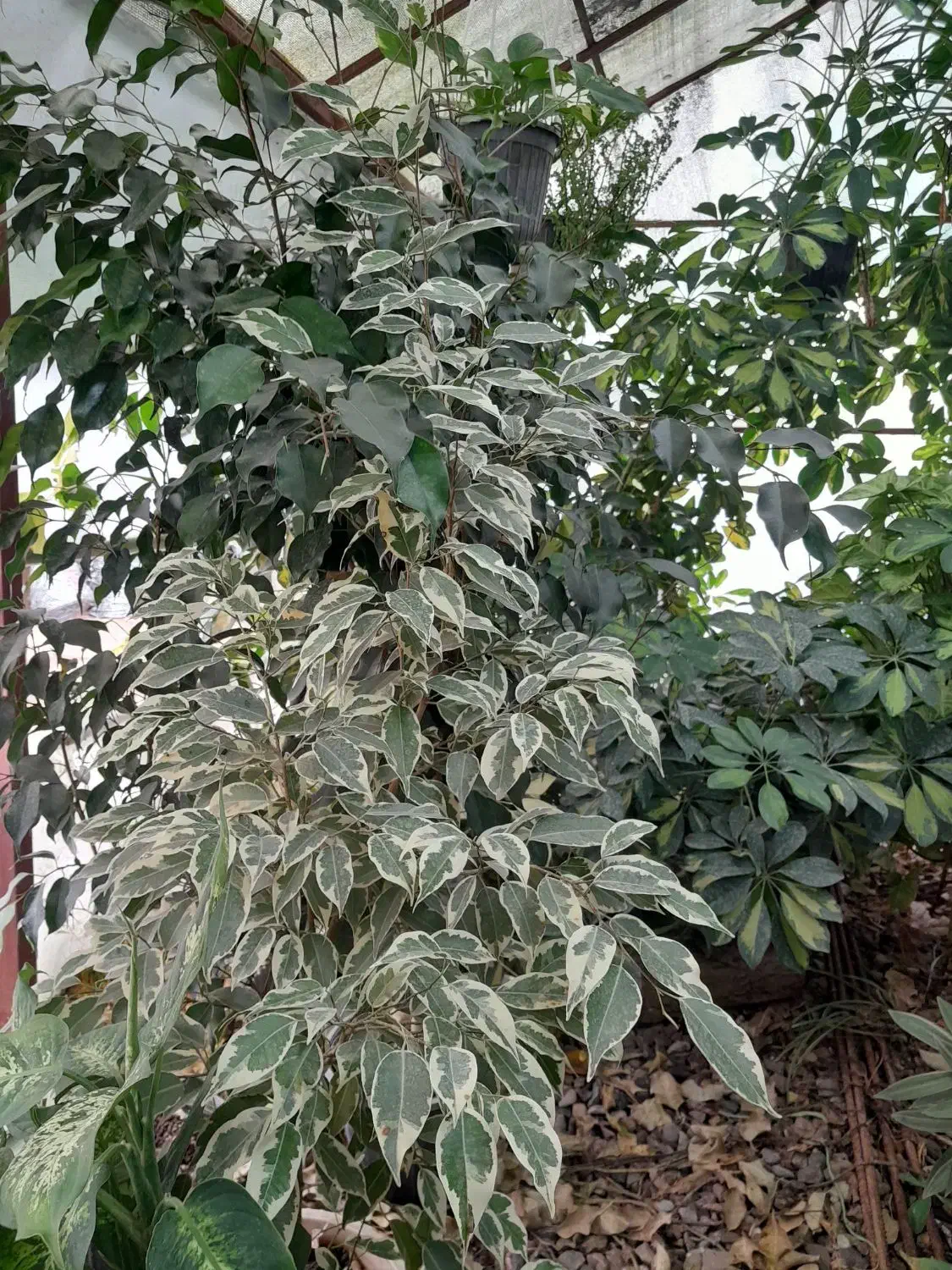 فروشی|گل و گیاه طبیعی|ماسال, |دیوار