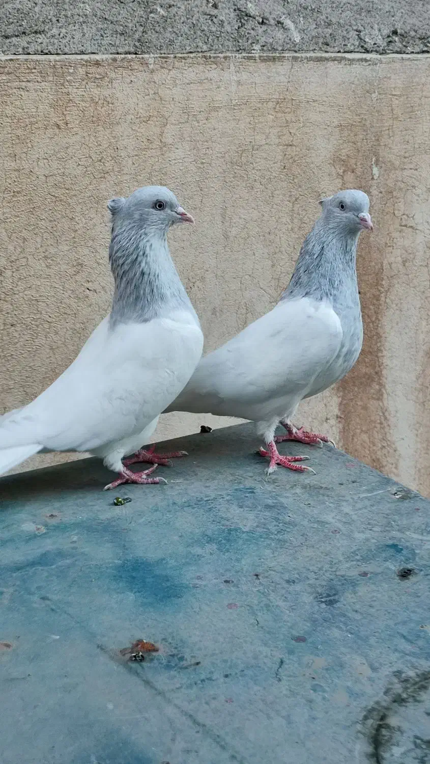 کبوتر کله کاکلی زیبا|پرنده|مشهد, هفده شهریور|دیوار