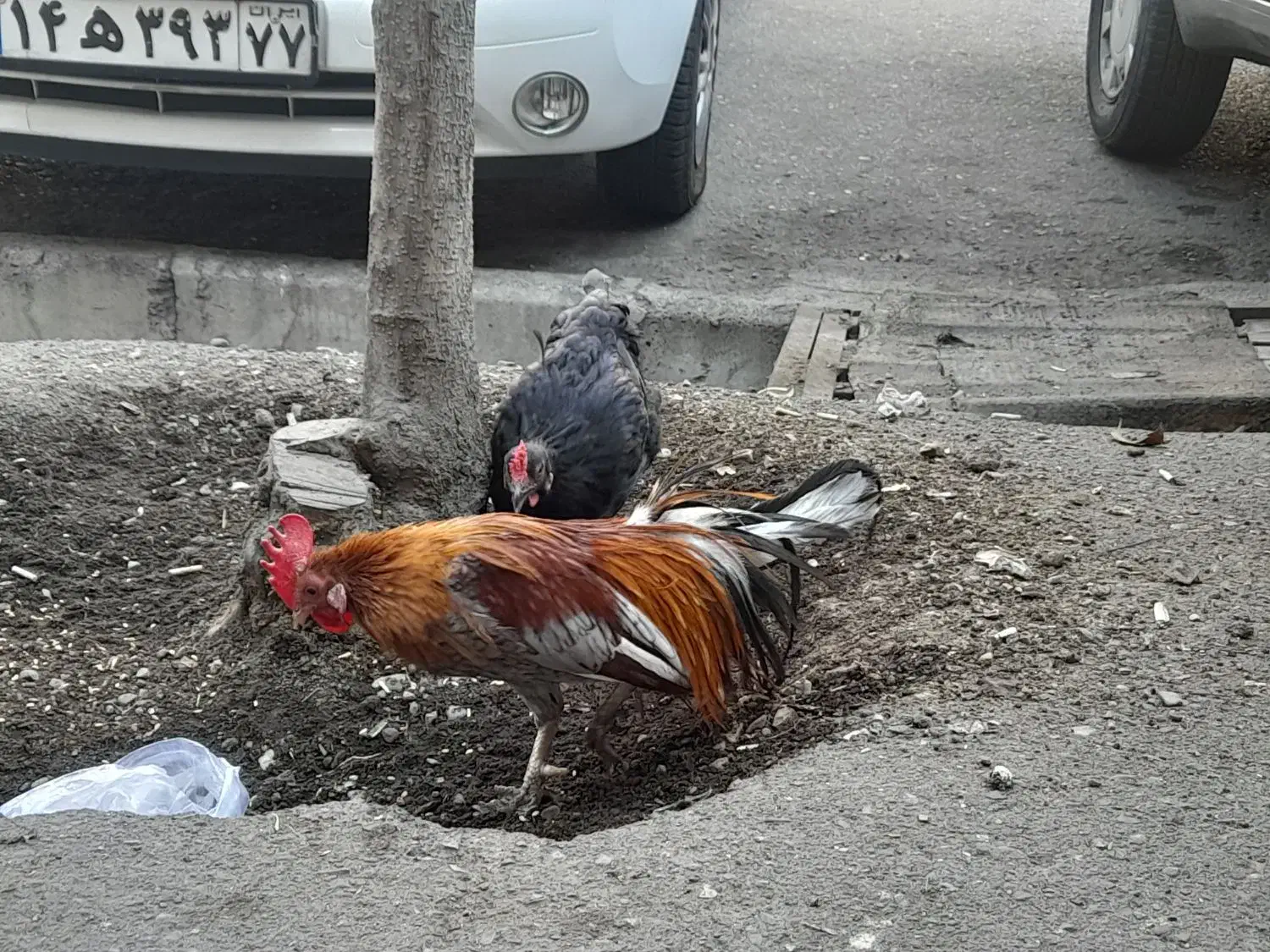 مرغ و خروس|حیوانات مزرعه|تهران, استقلال|دیوار