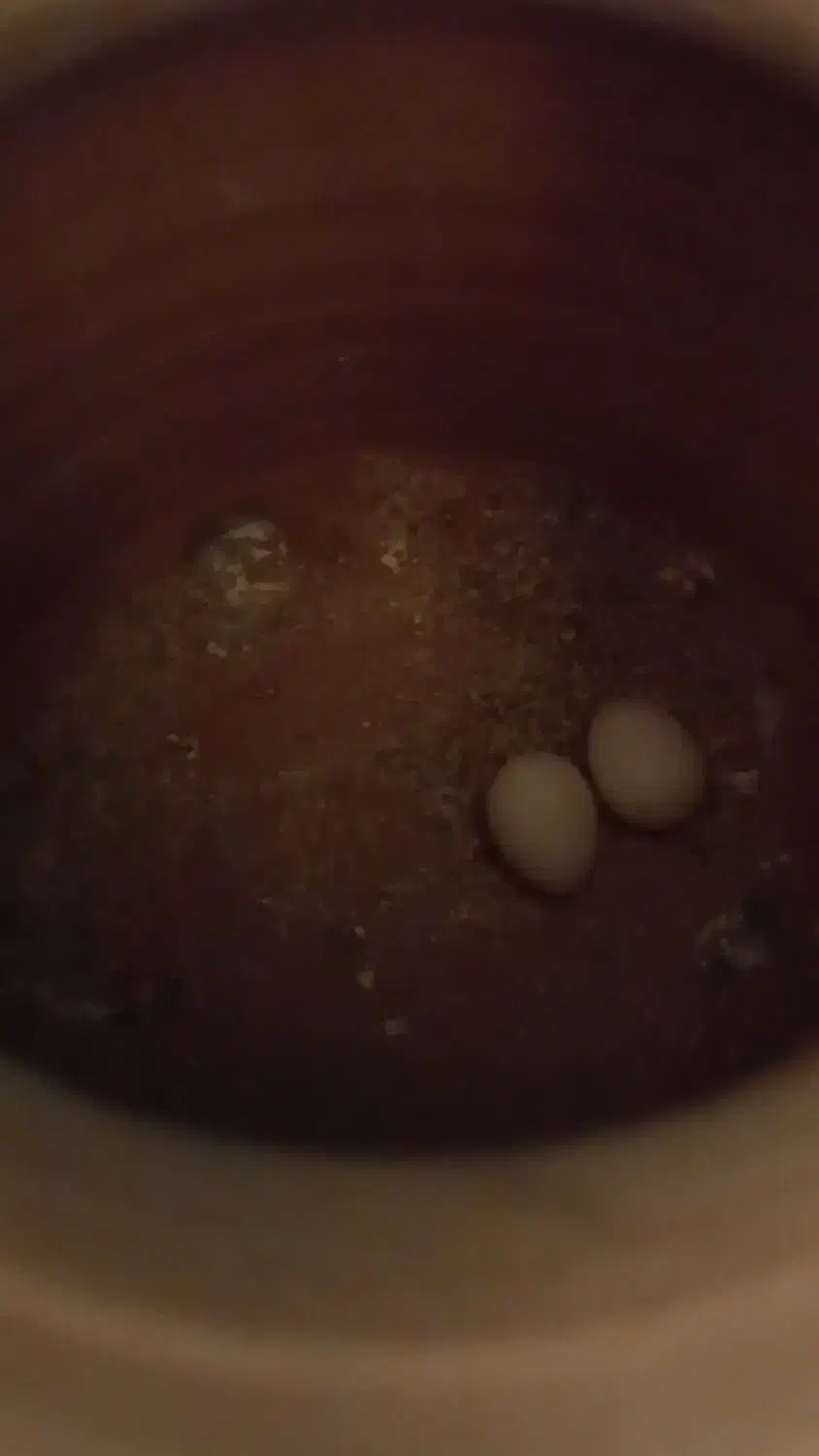 کوتوله برزیلی با تخم|پرنده|زاهدان, |دیوار