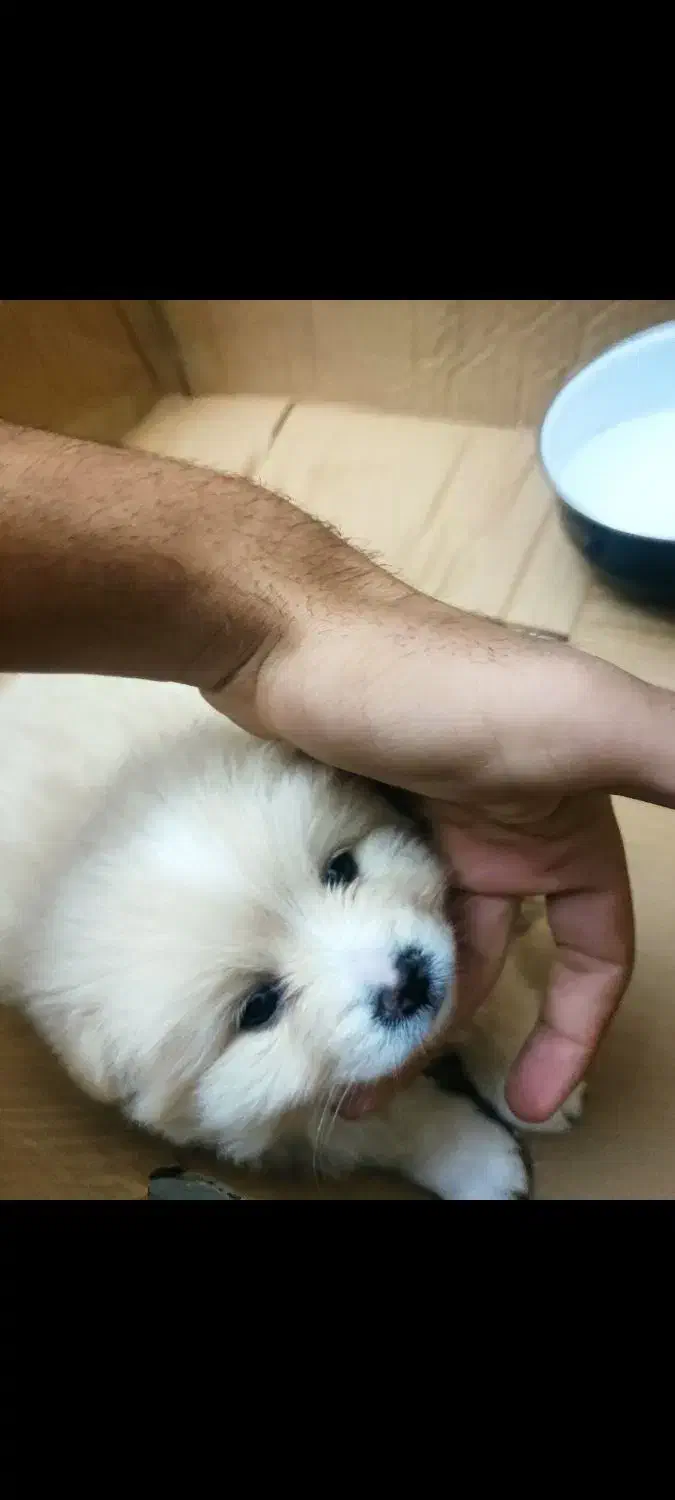 سگ پامر خرسی|سگ|اسلام‌شهر, شهرک مهدیه|دیوار