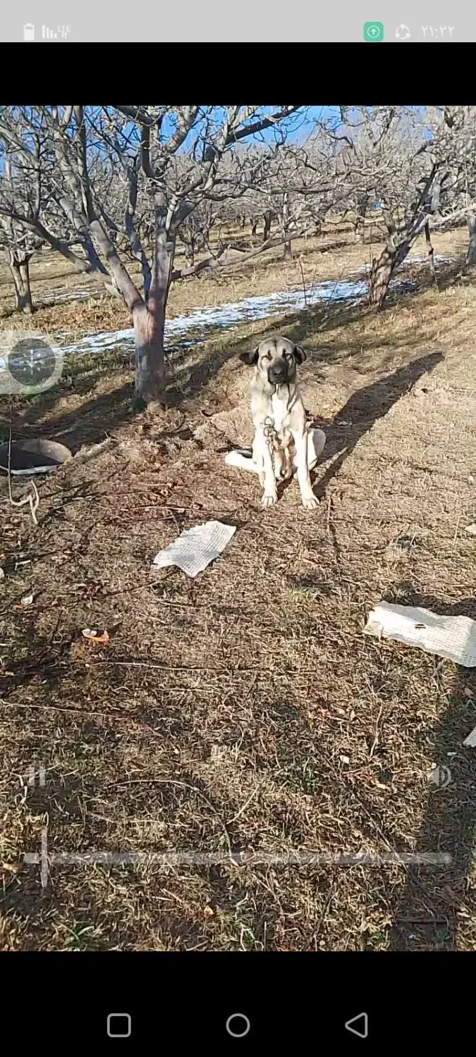 معاوضه|سگ|قصابه, |دیوار