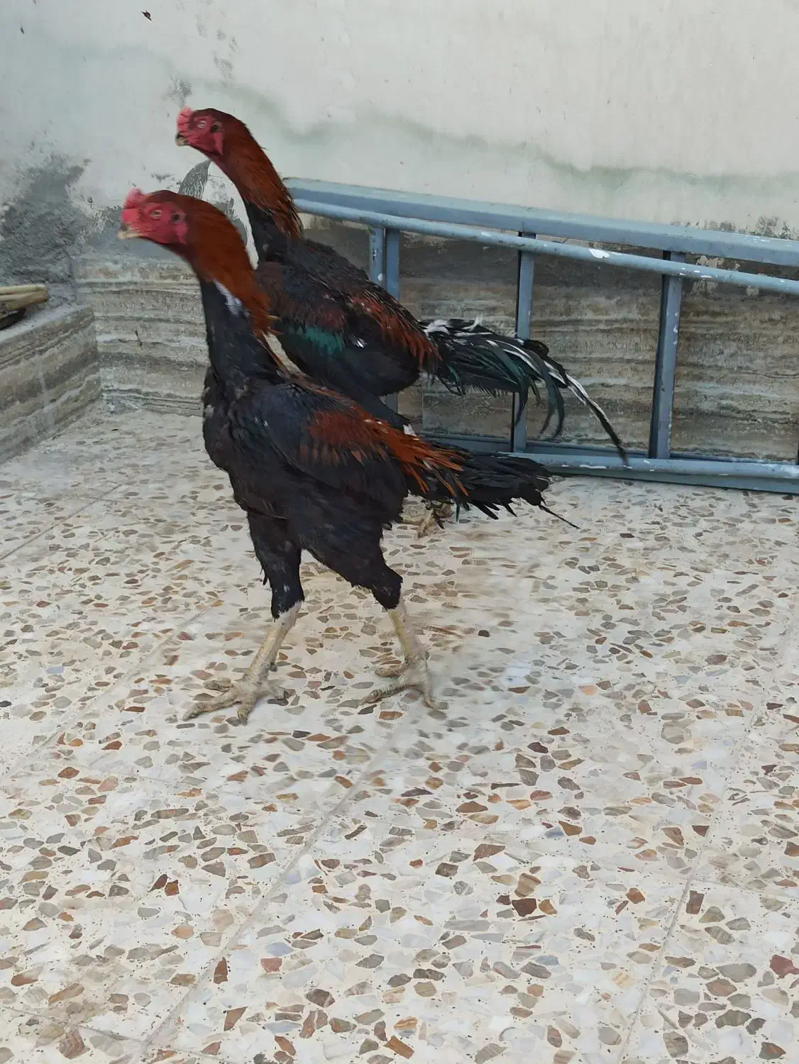 خروس|حیوانات مزرعه|خور (فارس), |دیوار