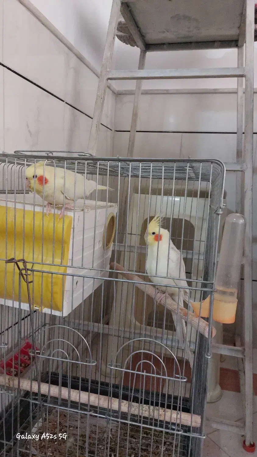 عروس هلندی نر ماده سخنگو|پرنده|قم, پردیسان|دیوار