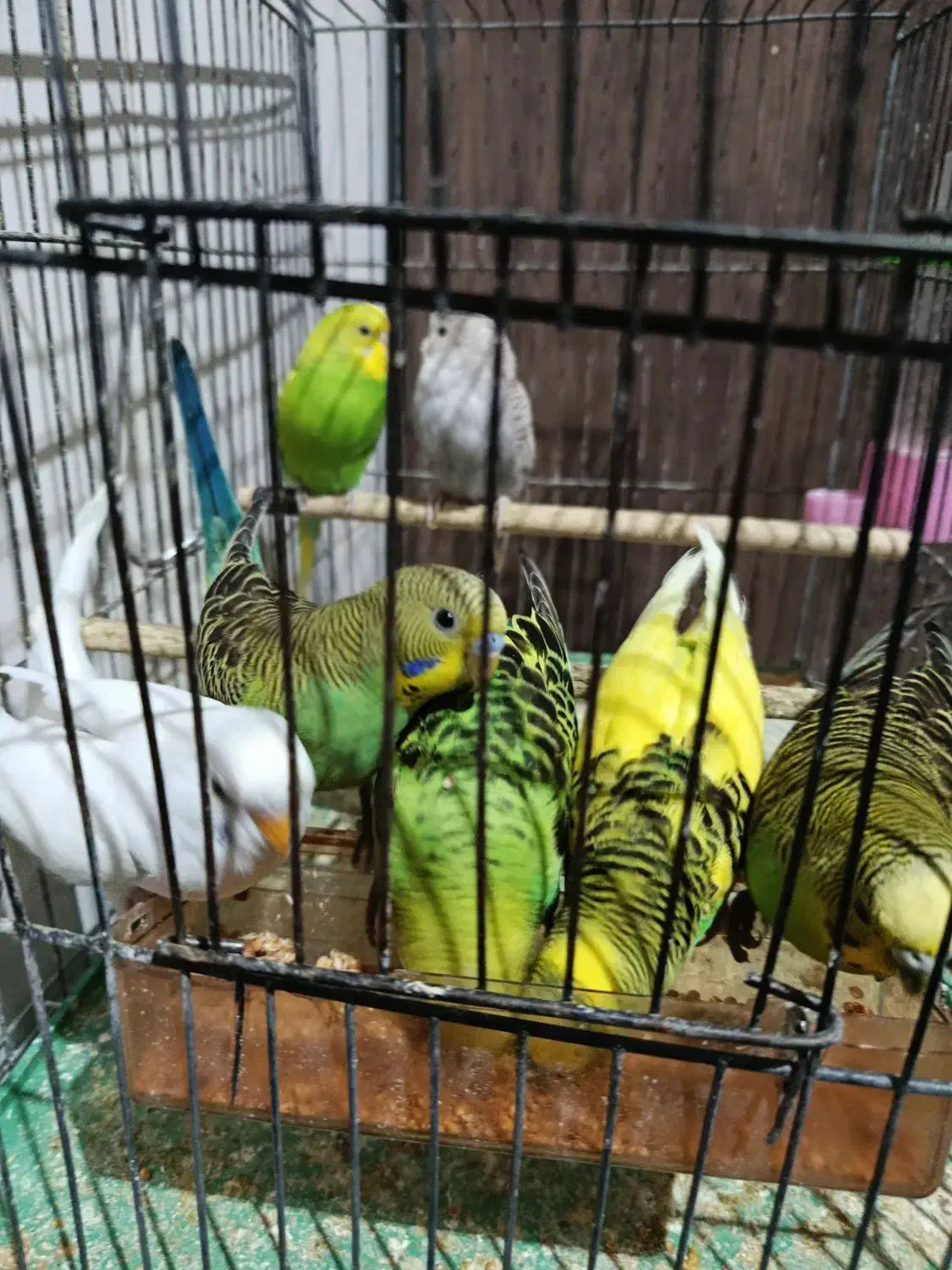 فروشی|پرنده|شیراز, کوشک میدان|دیوار