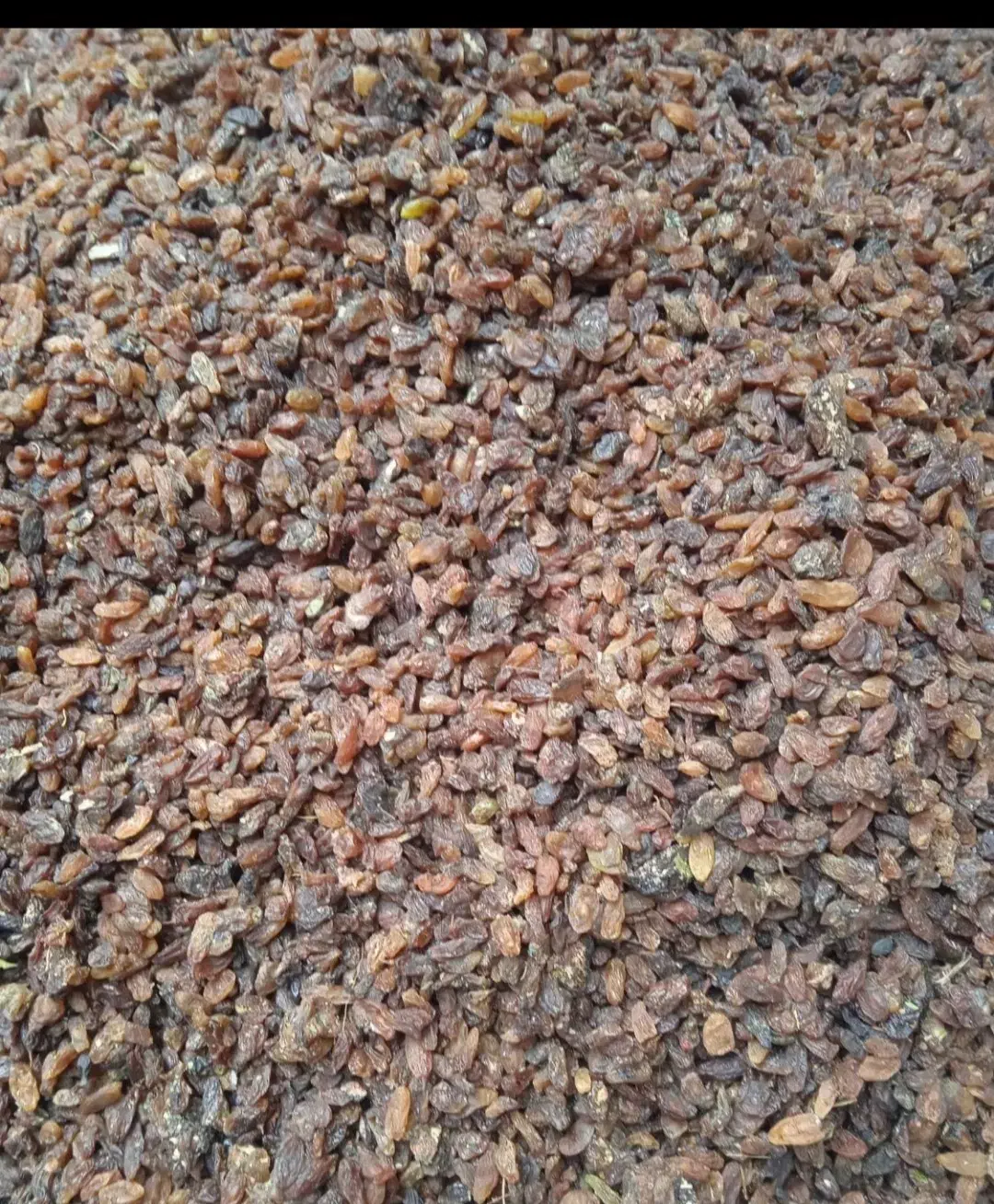 کشمش آفتابی درجه یک|خوردنی و آشامیدنی|نیشابور, دارایی|دیوار