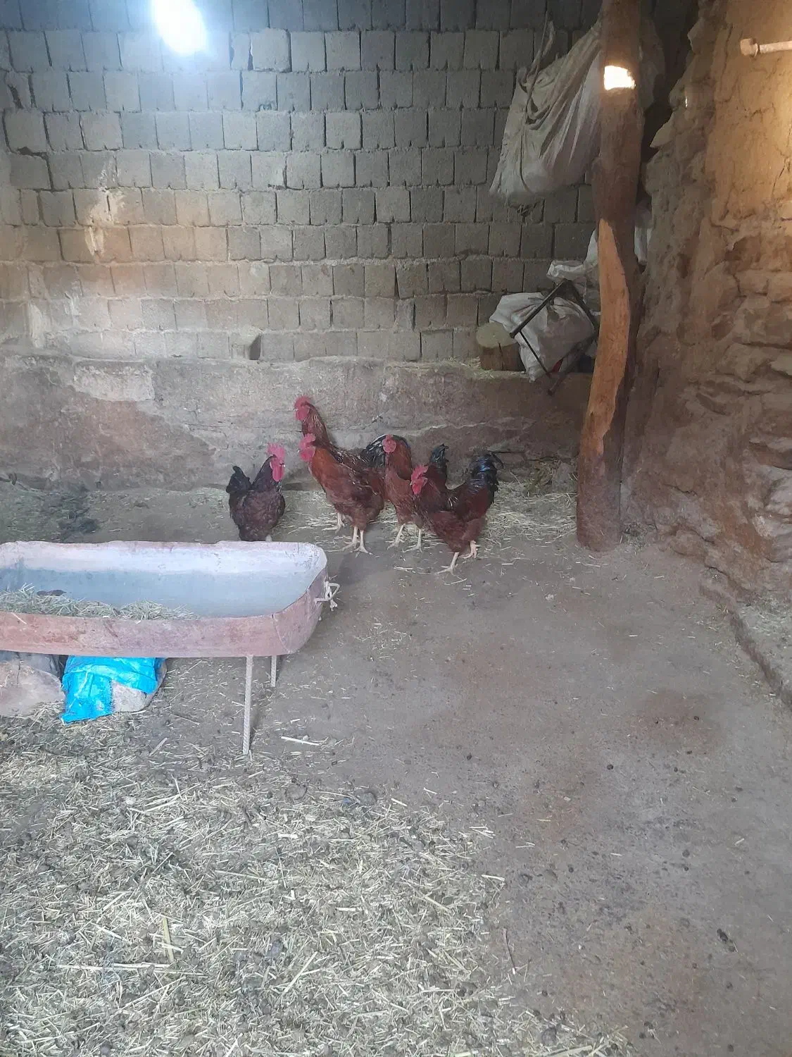 فروش ۶عدد خروس محلی|حیوانات مزرعه|سارال, |دیوار