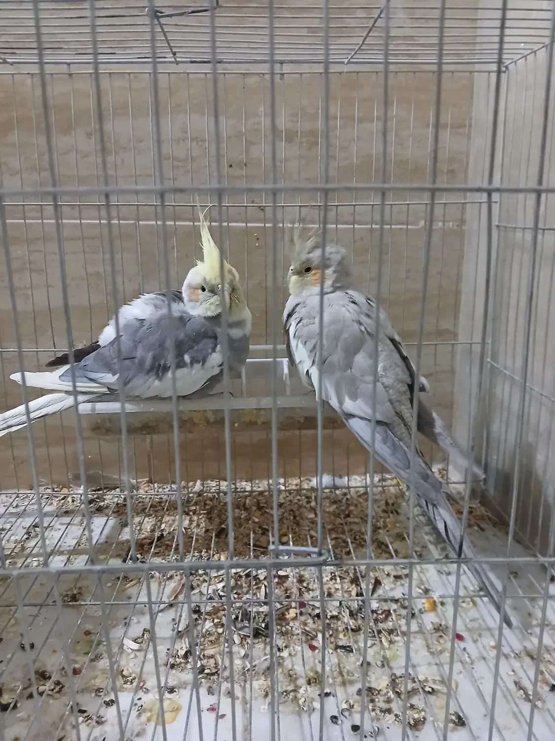 عروس هلندی|پرنده|فلاورجان, |دیوار