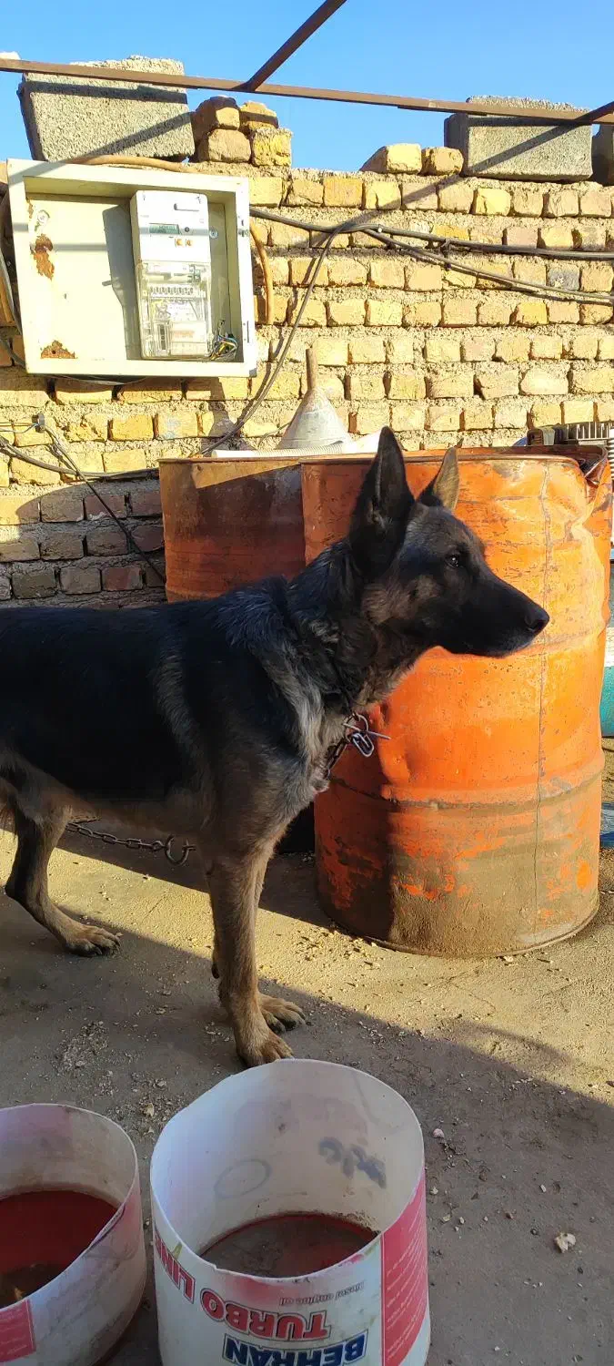 سگ ژرمن|سگ|قیدار, |دیوار