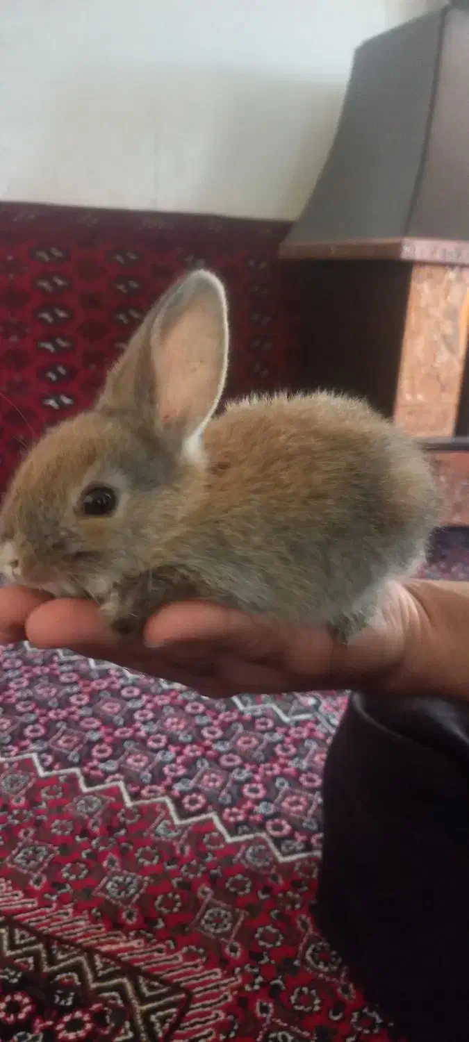 خرگوش|موش و خرگوش|مریوان, |دیوار