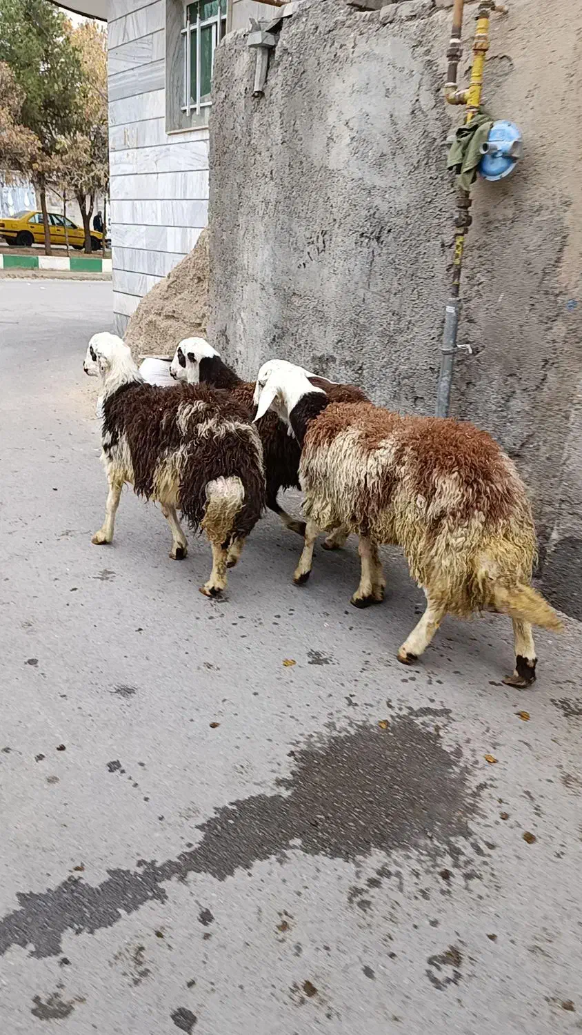 شیشک پلنگی بره قوچ بره ماده|حیوانات مزرعه|بروجرد, |دیوار