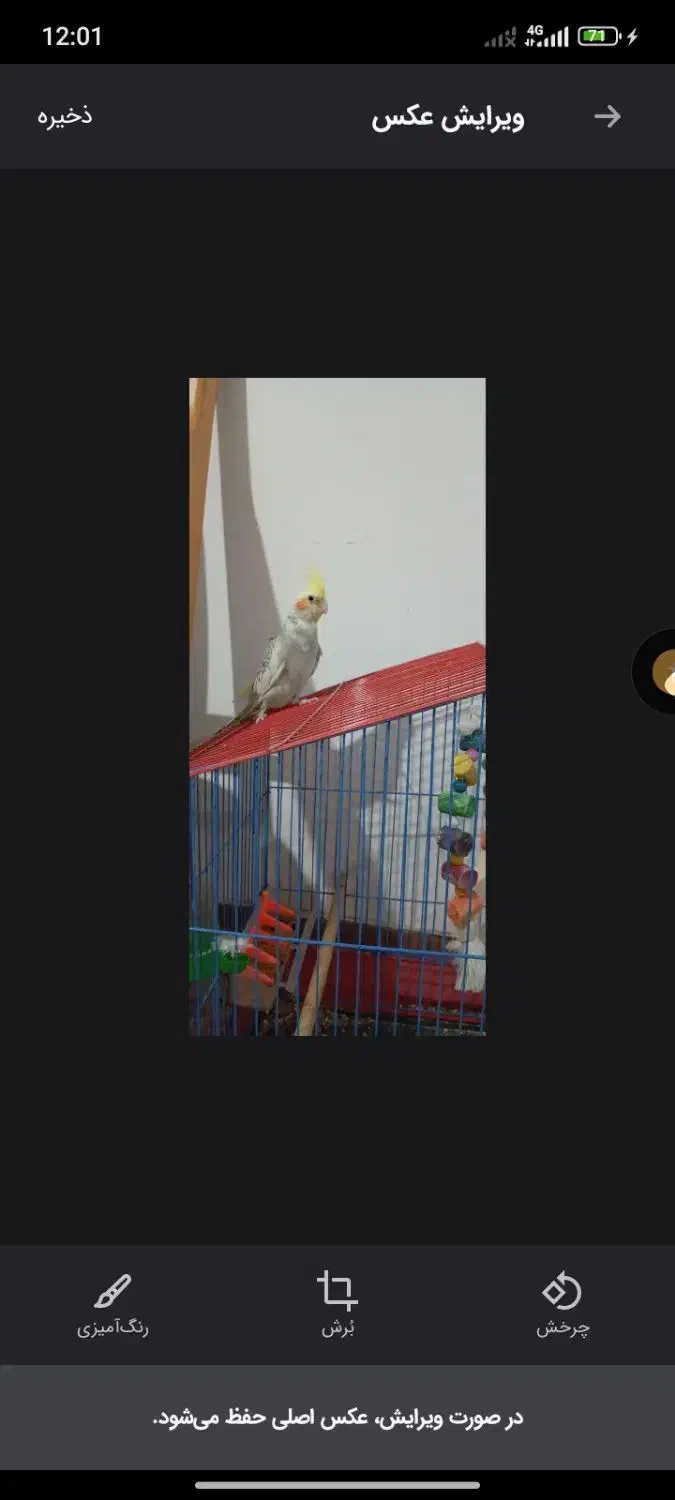 عروس هلندی نر دستی|پرنده|پاکدشت, پاکدشت (مامازند)|دیوار