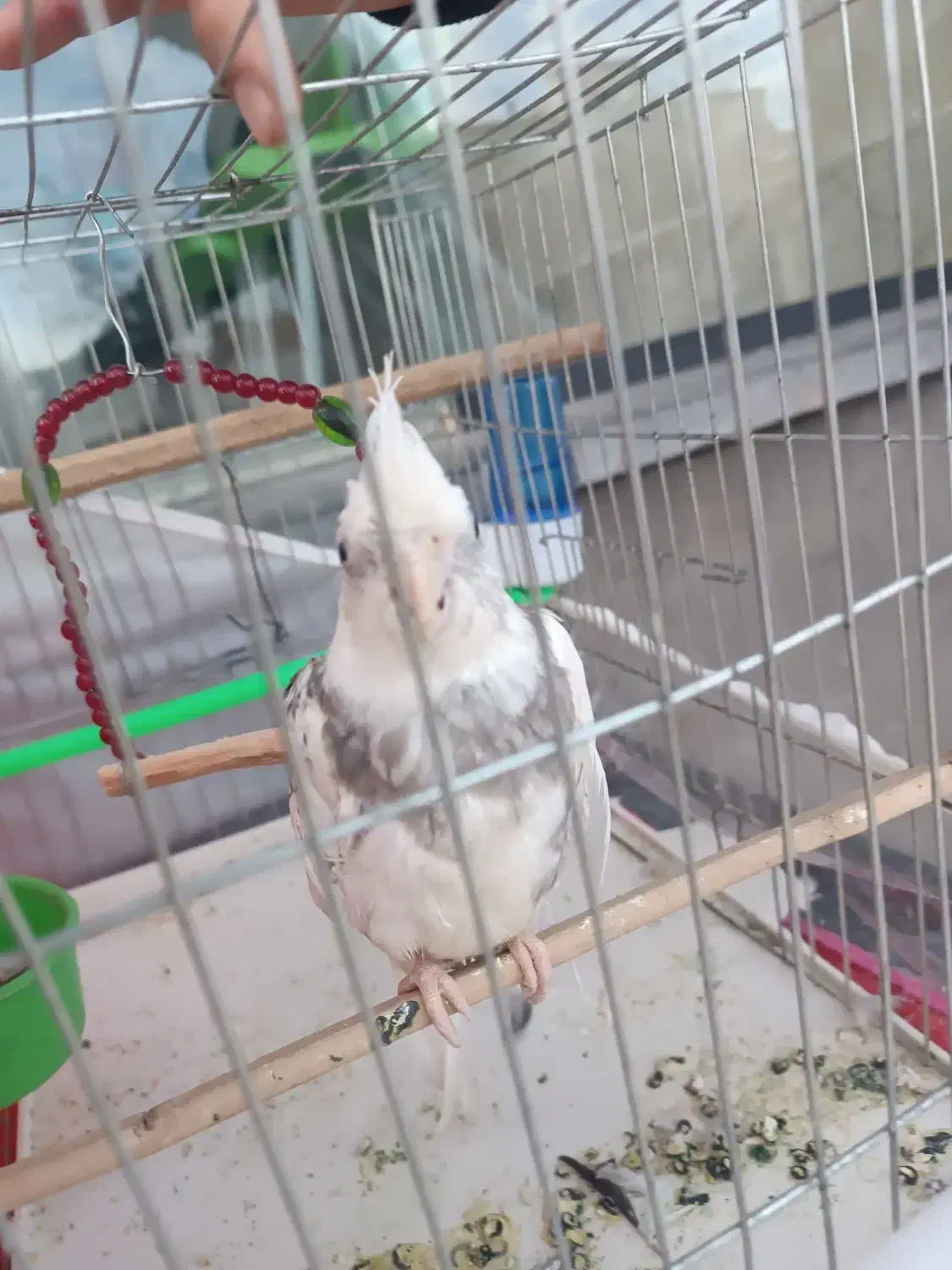 عروس هلندی|پرنده|تربت جام, المهدی|دیوار