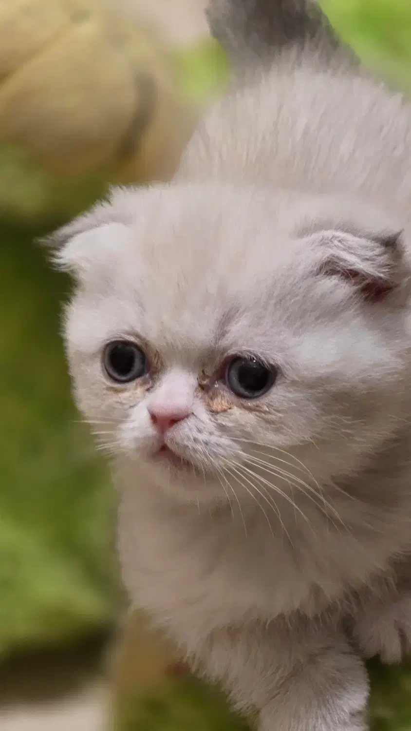 واگذاری گربه اسکاتیش وارداتی|گربه|کرمان, |دیوار