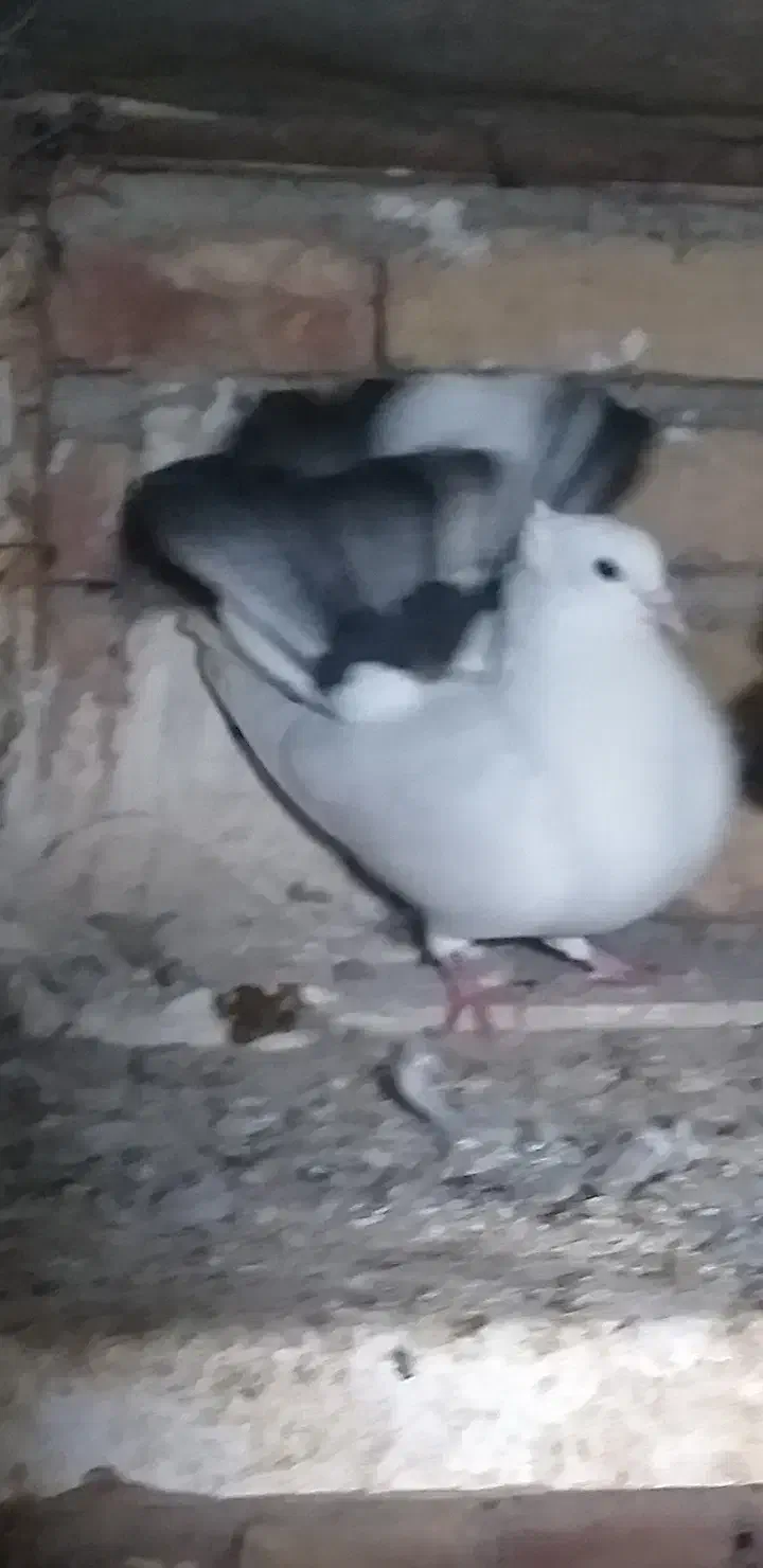 زینتی طاووسی|پرنده|پارس‌آباد, |دیوار